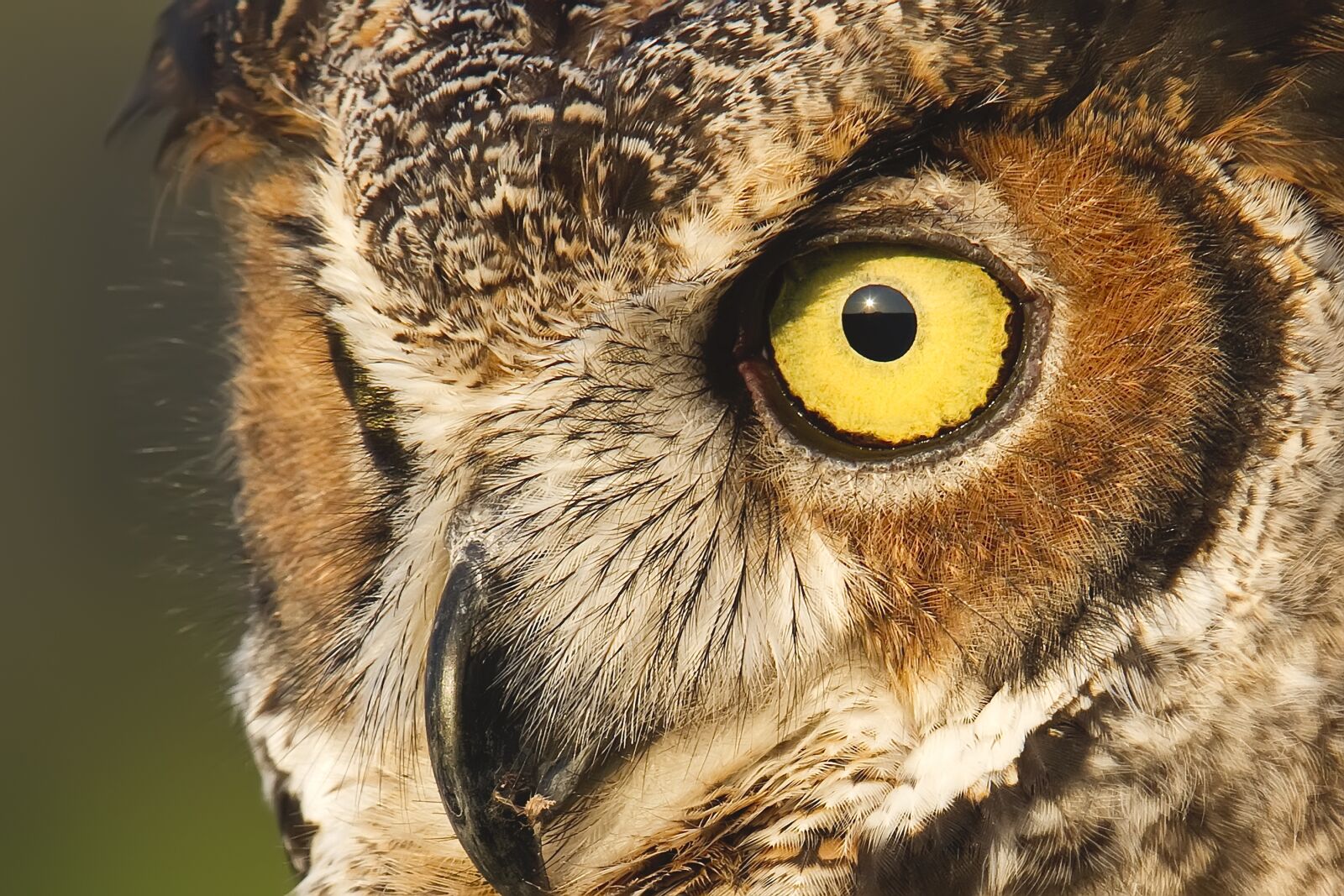 Canon EOS 7D sample photo. Owl, great horned owl photography