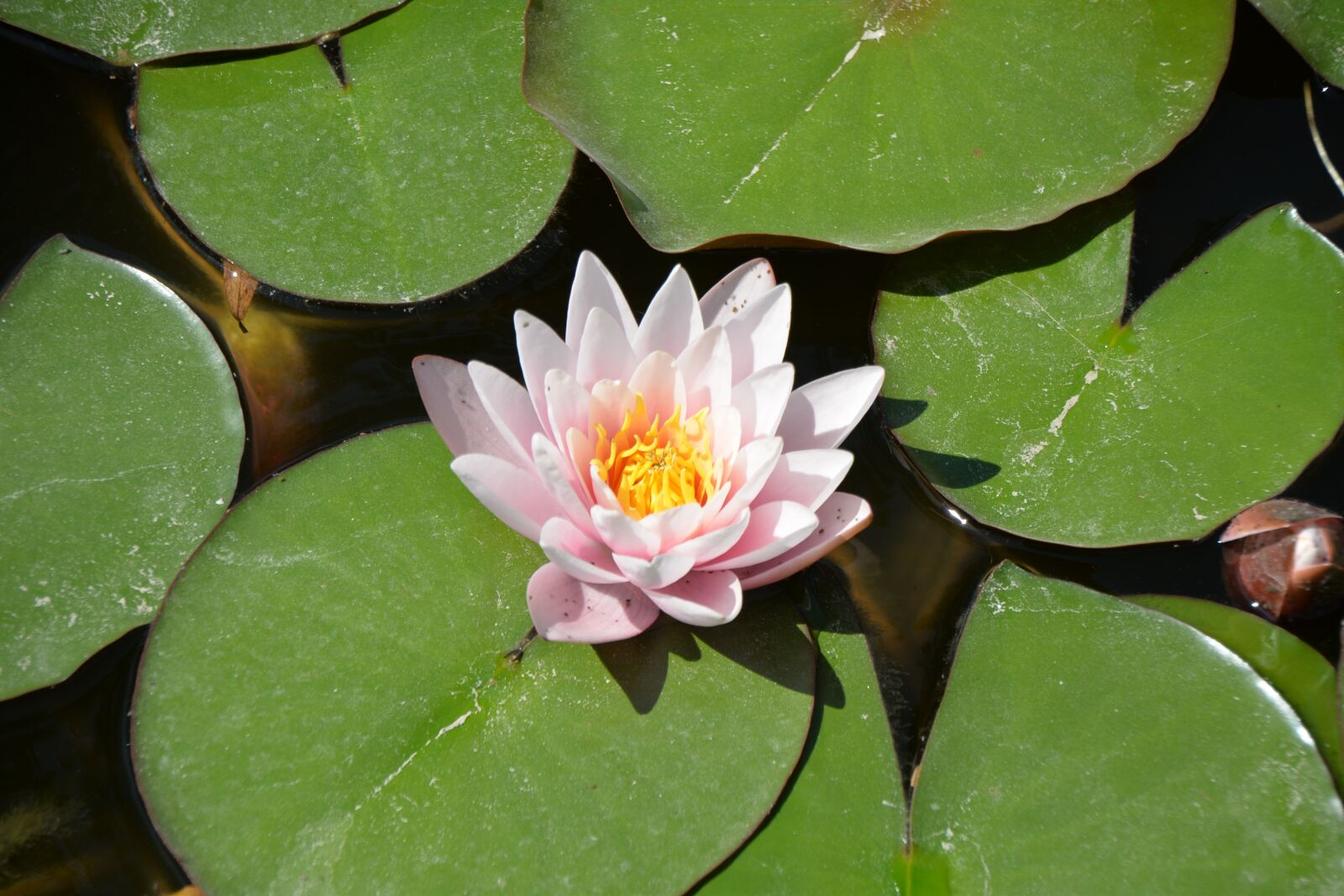 Nikon D610 sample photo. Flower, lake, water photography