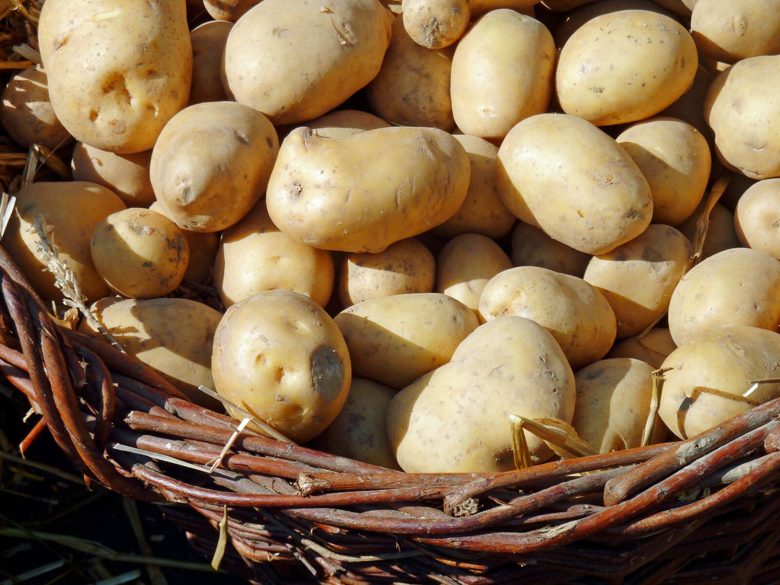 Panasonic DMC-TZ7 sample photo. Potato, autumn, nature photography
