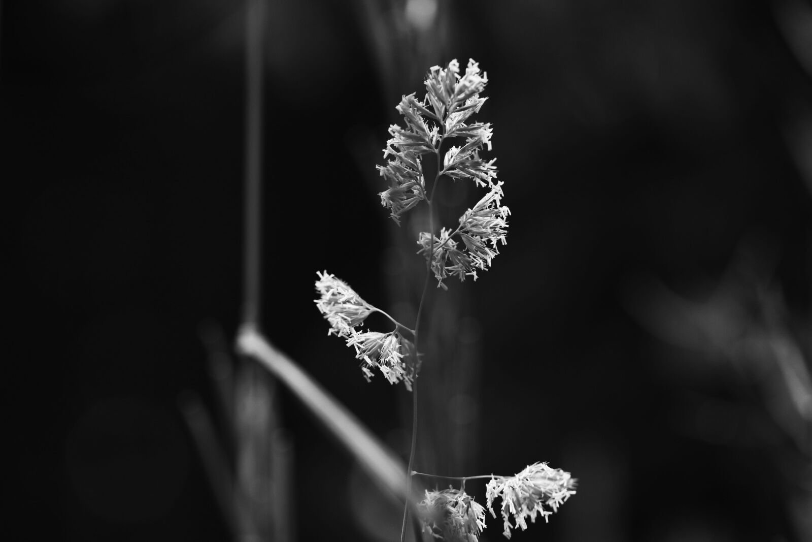 Canon EOS 7D Mark II sample photo. Straw, nature, grass photography
