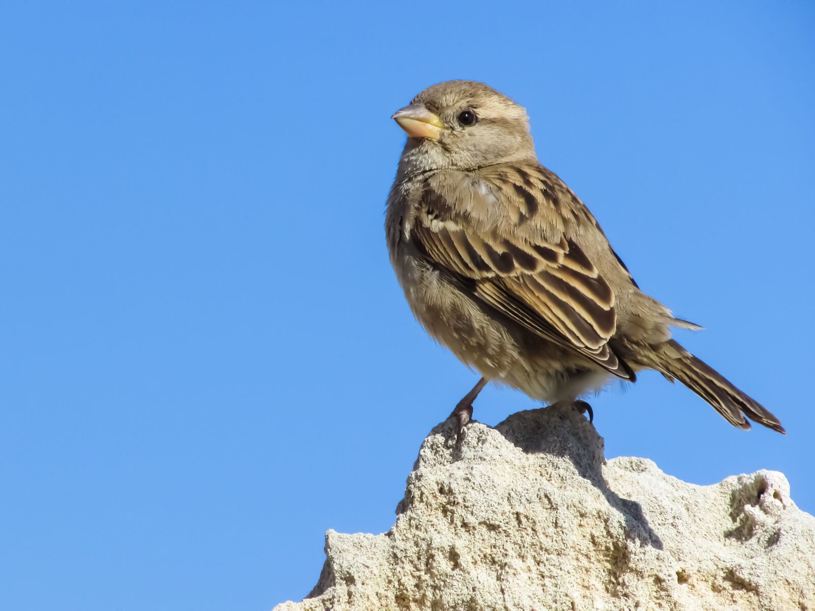 Canon PowerShot SX400 IS sample photo. Sparrow, sitting, rock photography