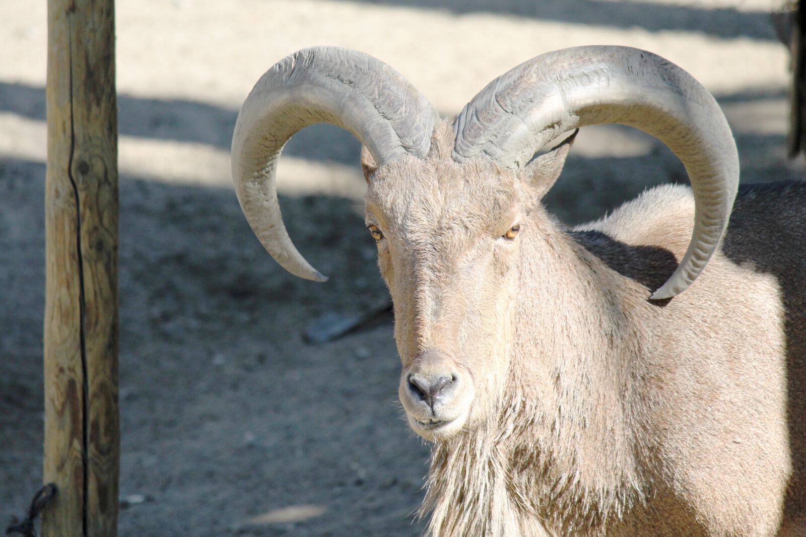 Canon EF-S 55-250mm F4-5.6 IS II sample photo. Goat, horn, antler photography