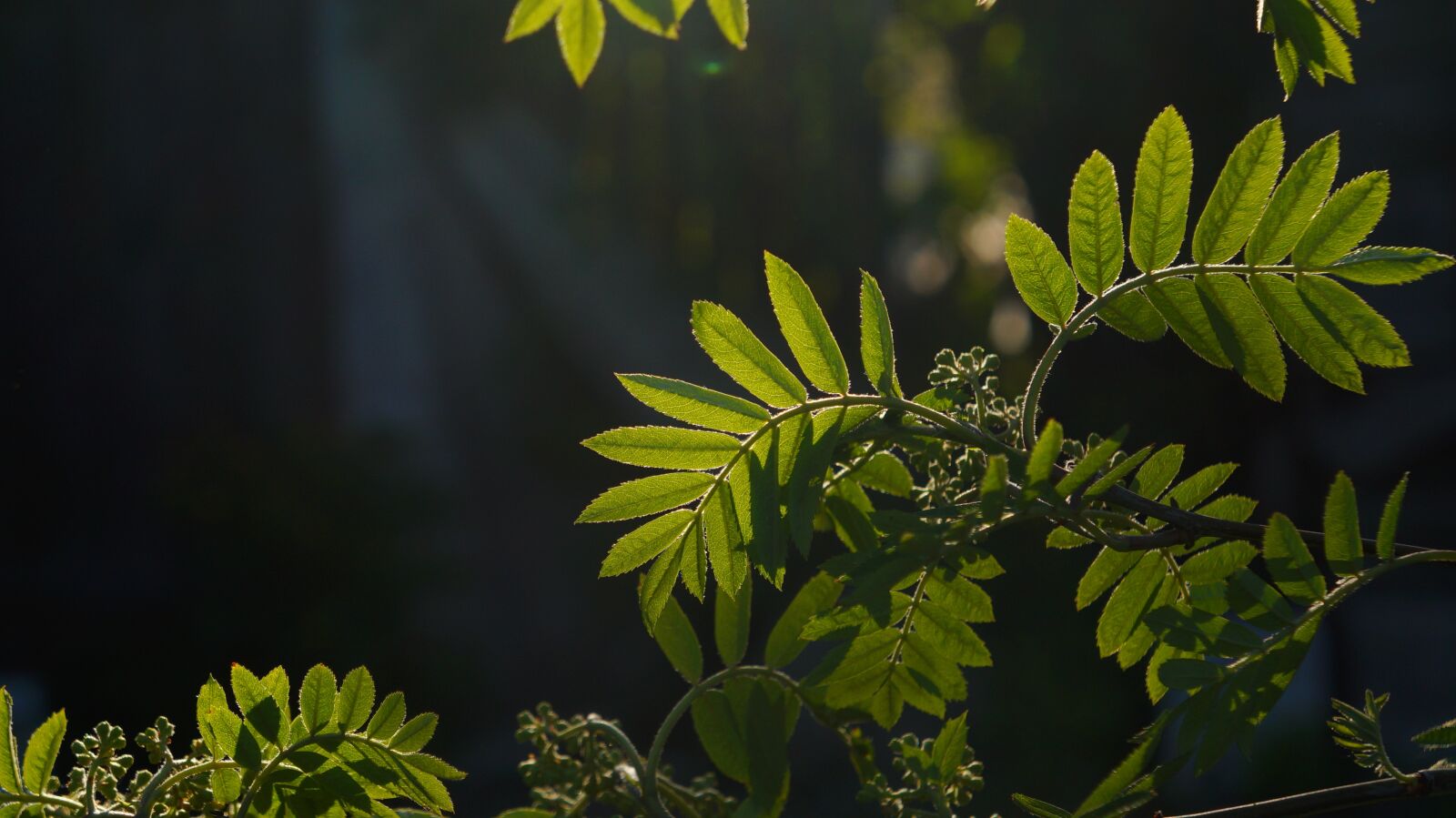 Sony Alpha a3000 + Sony E 18-55mm F3.5-5.6 OSS sample photo. Nature, plants, young photography