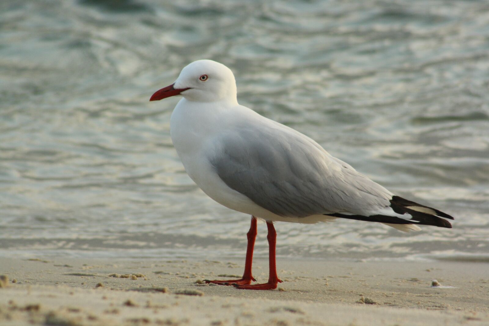 Canon EOS 1000D (EOS Digital Rebel XS / EOS Kiss F) sample photo. Seagull, australia, caloundra photography