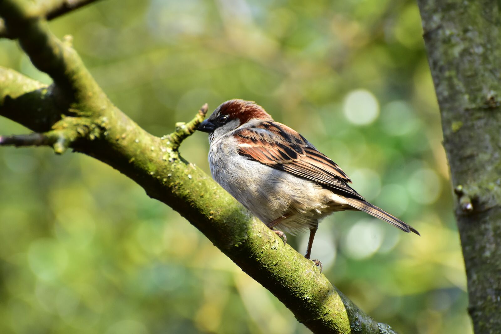 Nikon D750 sample photo. House sparrow, sparrow, bird photography
