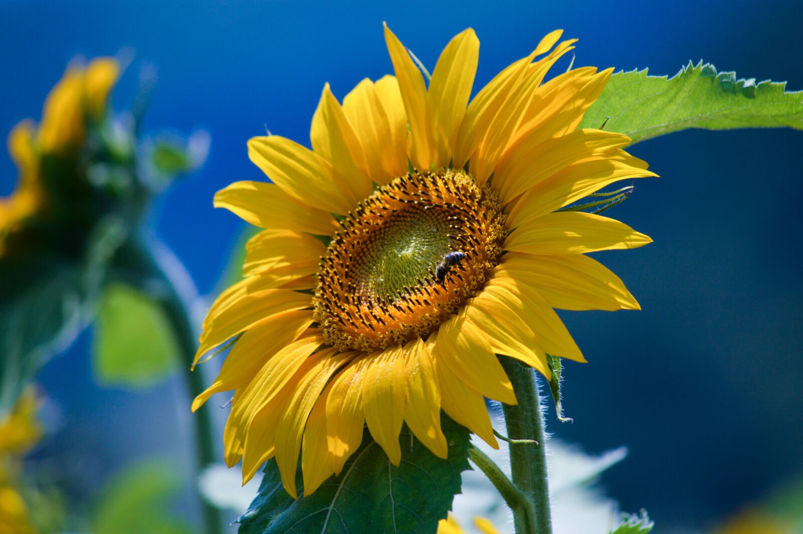 Nikon D3200 sample photo. Sunflower, helianthus, flower photography