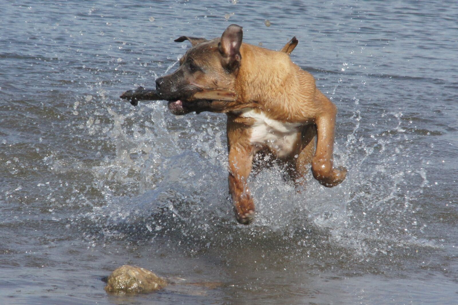 Sony Alpha DSLR-A500 sample photo. Dog, water, fetch photography