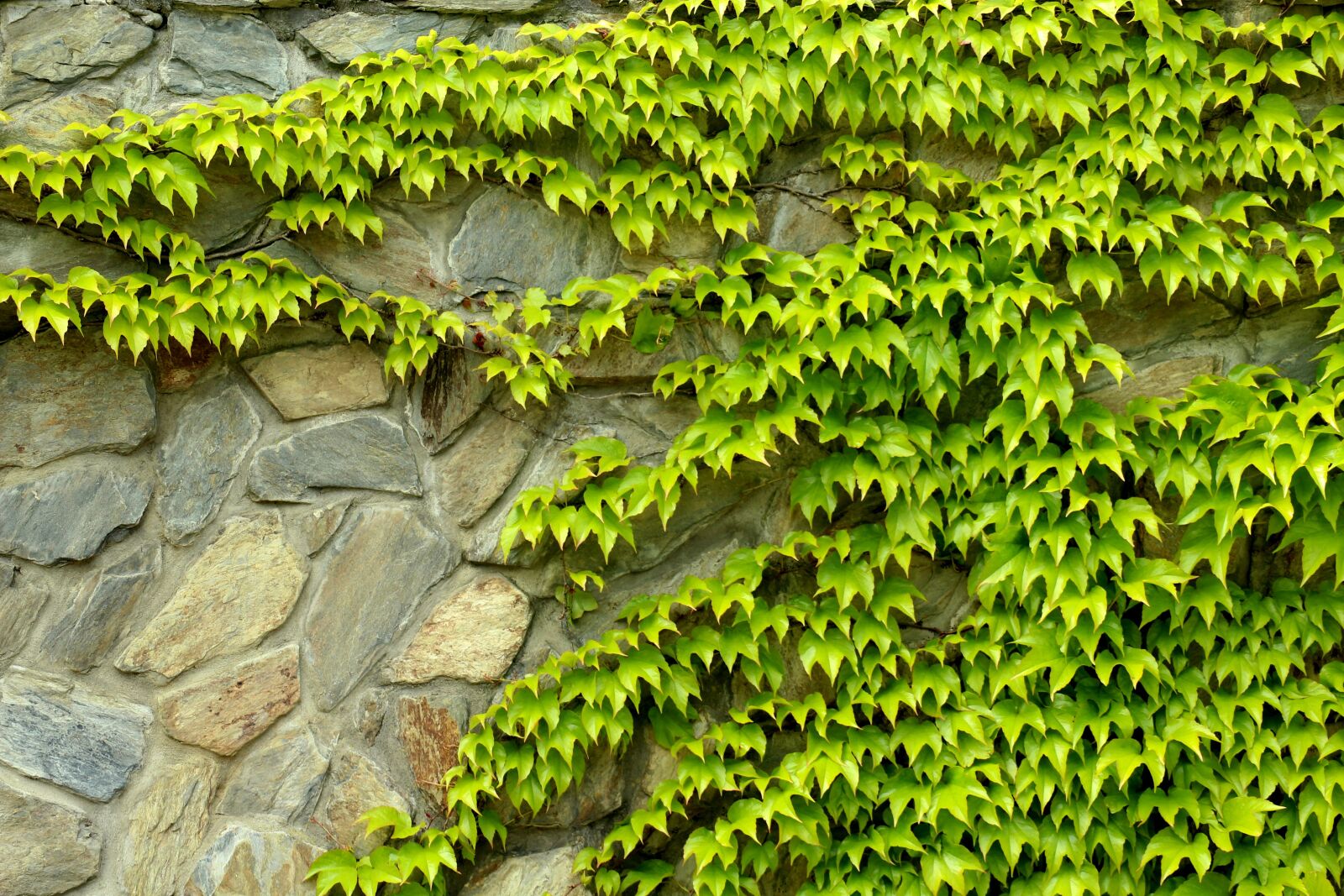 Canon EOS 1200D (EOS Rebel T5 / EOS Kiss X70 / EOS Hi) sample photo. Parthenocissus, vines, creeper photography