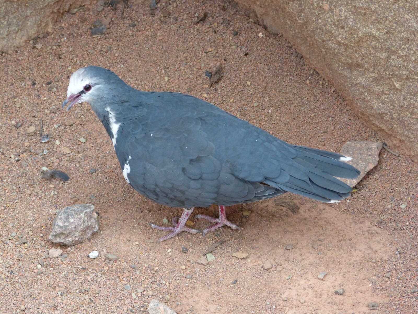 Panasonic DMC-FZ62 sample photo. Bird, zoo, dove photography