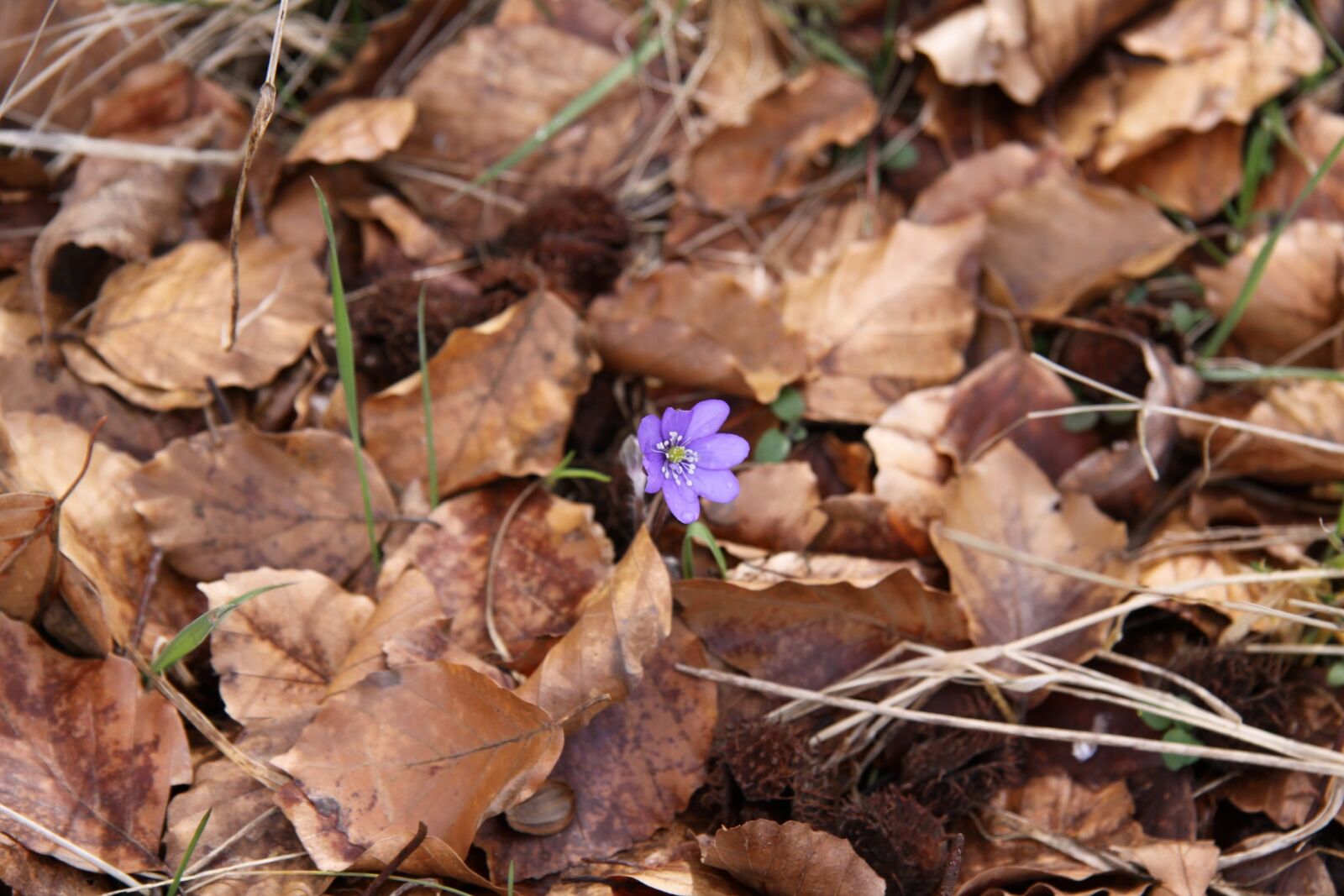 Canon EOS 50D sample photo. Natural, leaf, plant photography