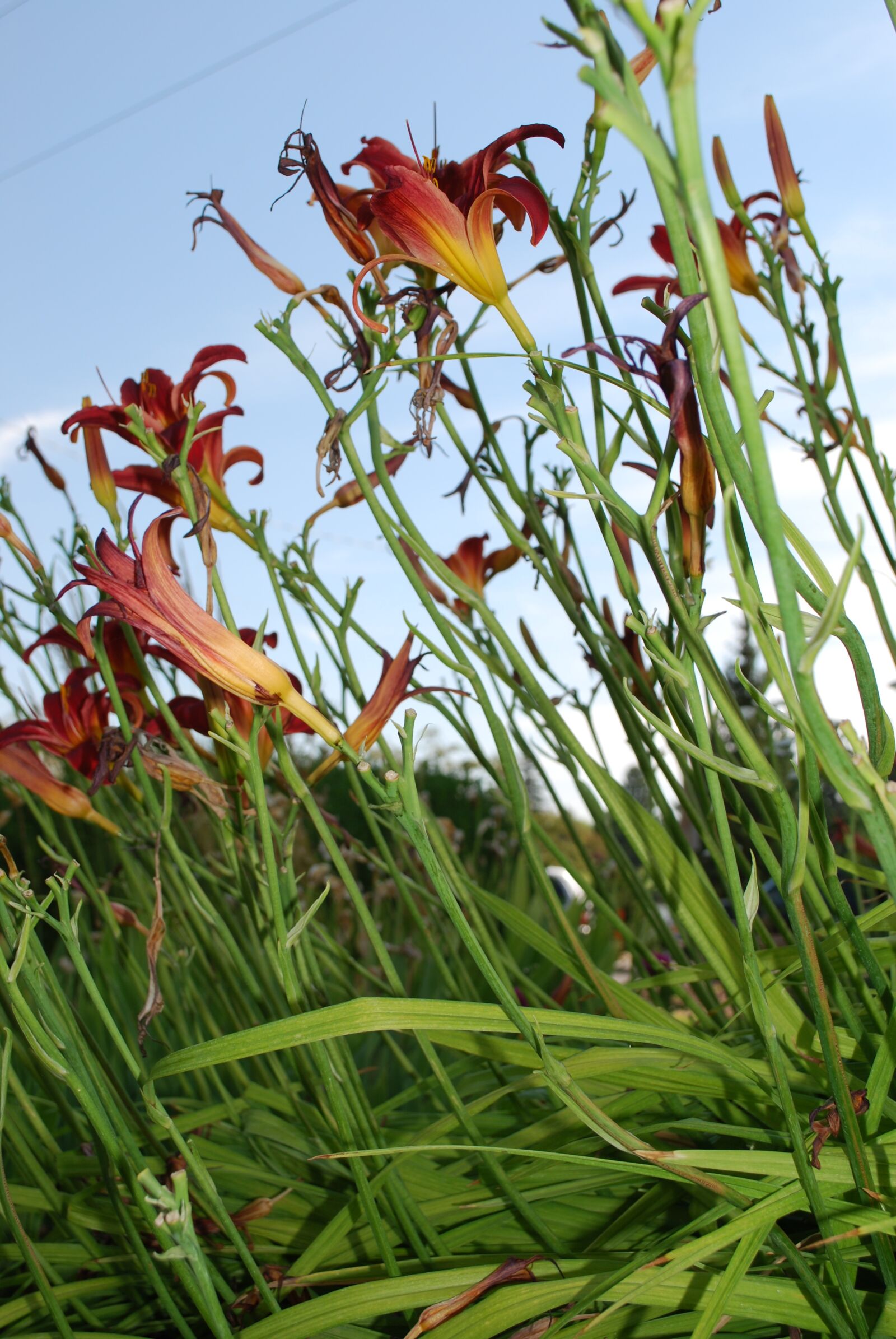 Nikon D60 sample photo. Flowers, green, floral photography