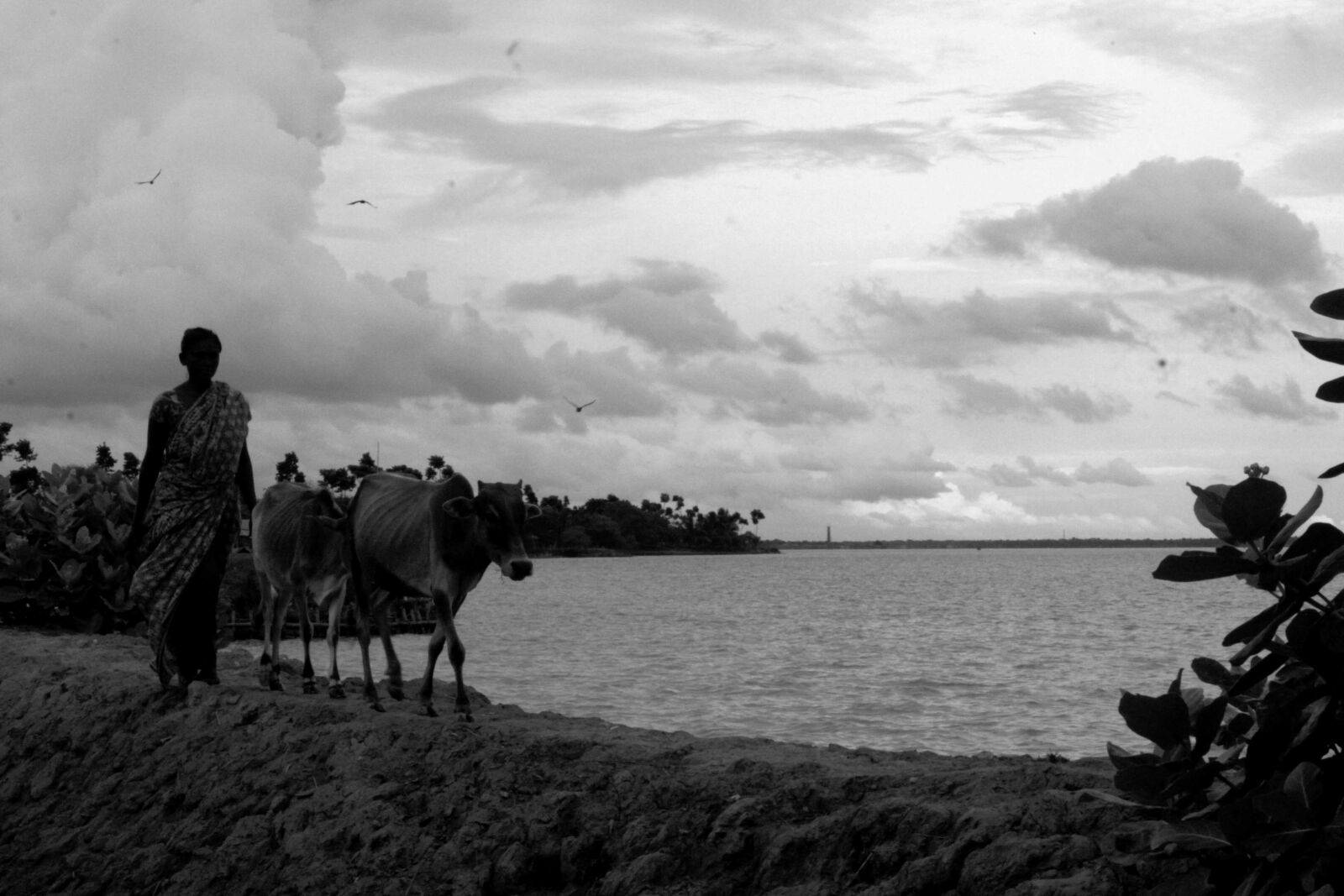 Canon EOS 500D (EOS Rebel T1i / EOS Kiss X3) sample photo. Bangladesh, canal, fisherman, flower photography