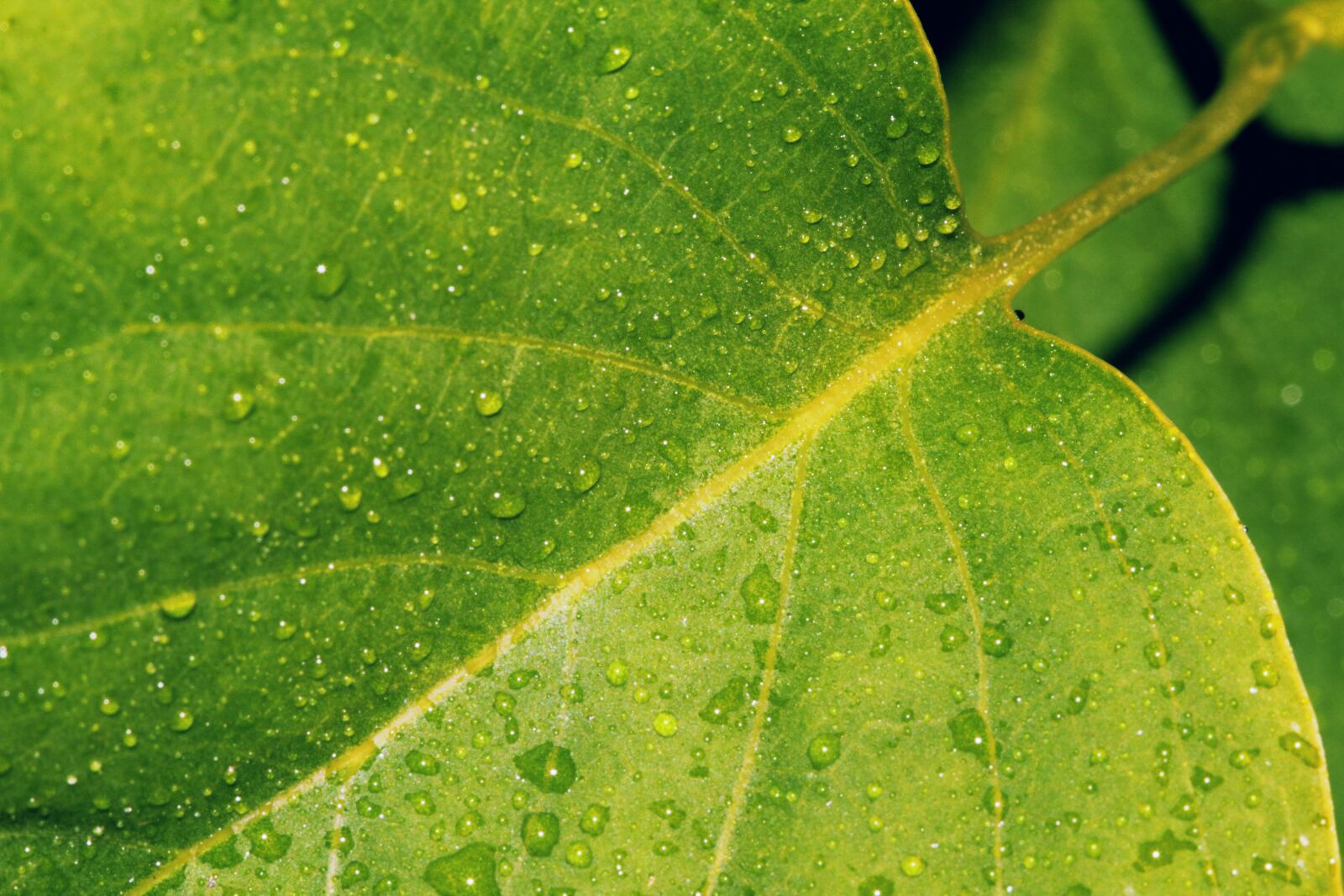 Canon EOS 550D (EOS Rebel T2i / EOS Kiss X4) sample photo. Drop, of, water, drops photography