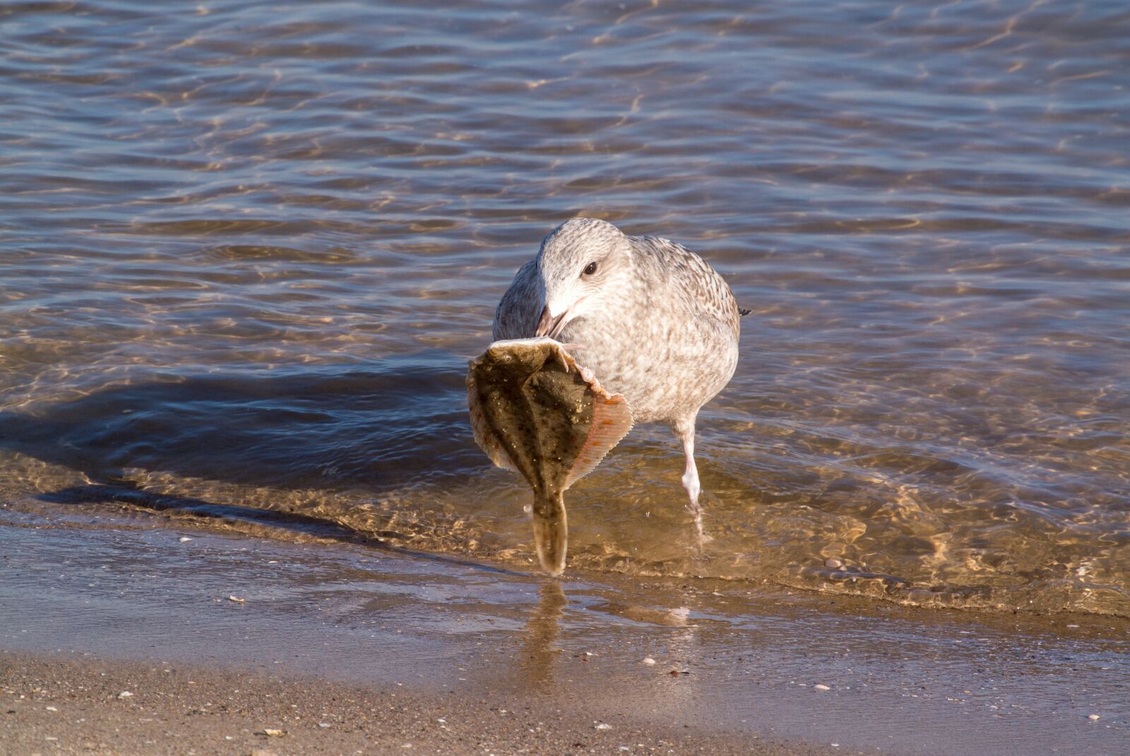 Nikon 1 Nikkor VR 30-110mm F3.8-5.6 sample photo. Seagull, baltic sea, prey photography