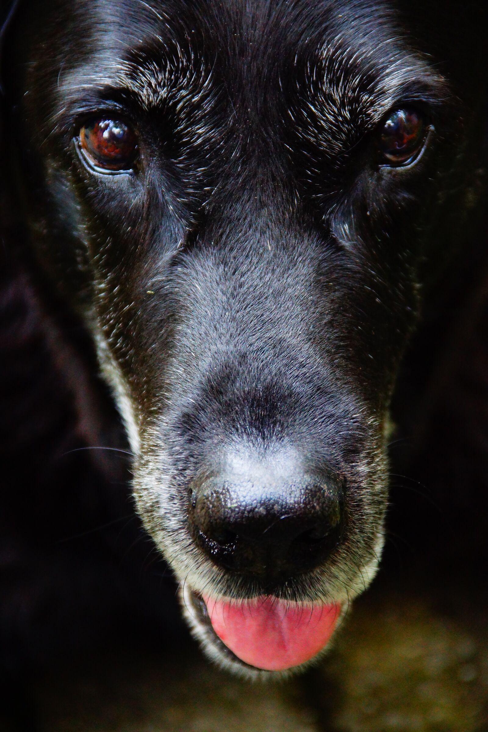 Sony SLT-A77 sample photo. Dog, labrador, black photography