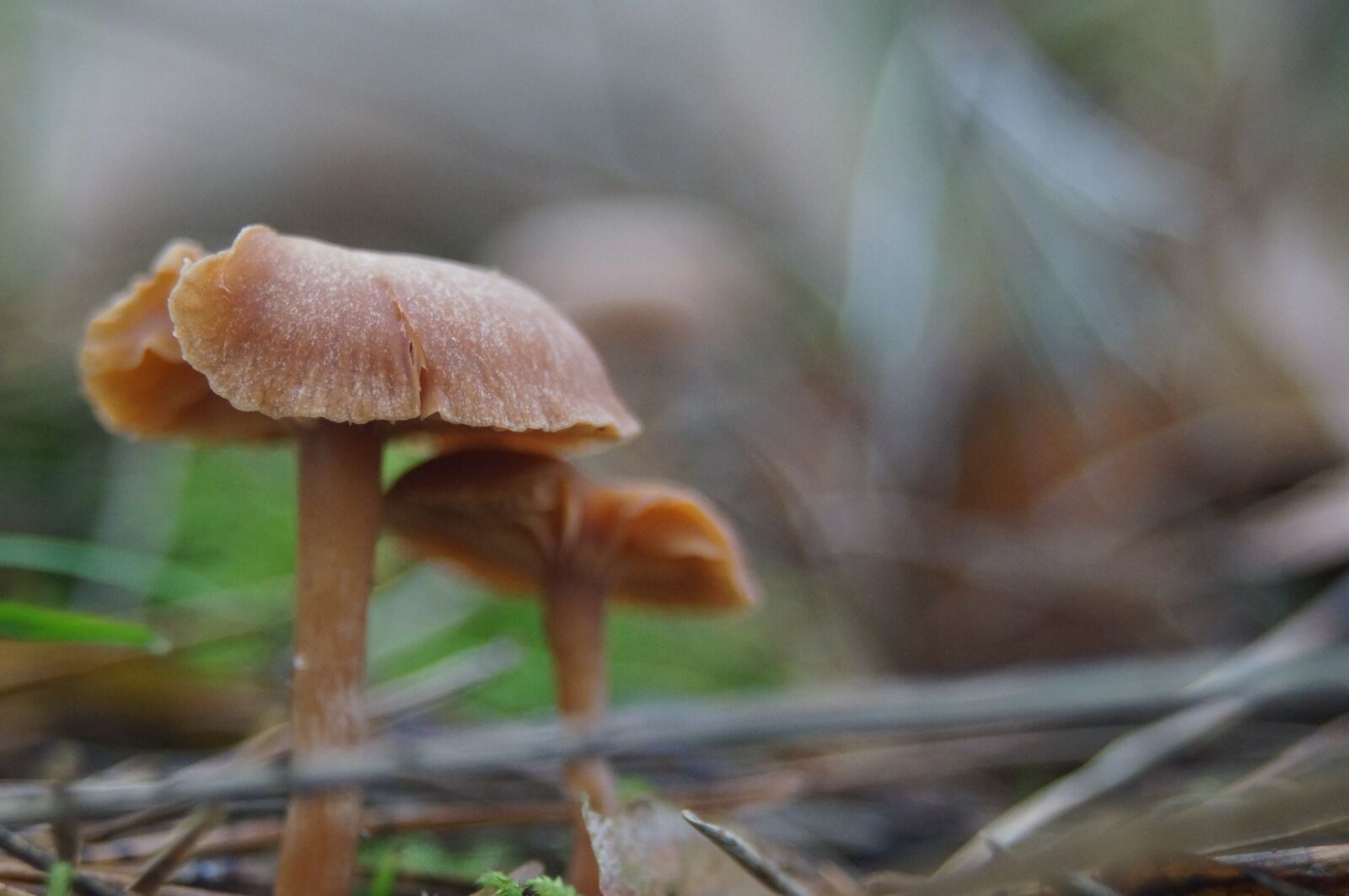 Sony SLT-A57 sample photo. Forest, sponge, autumn photography