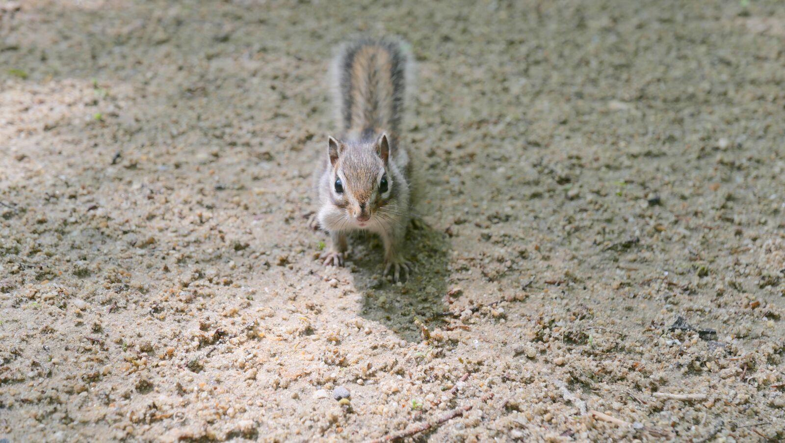 Panasonic DC-LX100M2 sample photo. Squirrel, republic of korea photography
