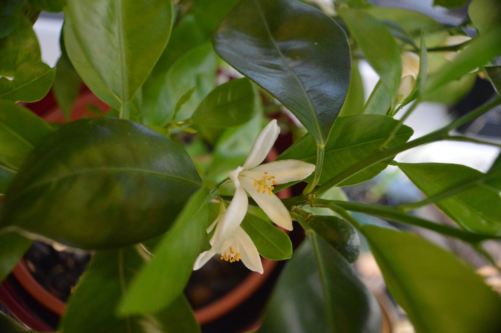 Nikon D3200 sample photo. Citrus, blossom, bloom photography