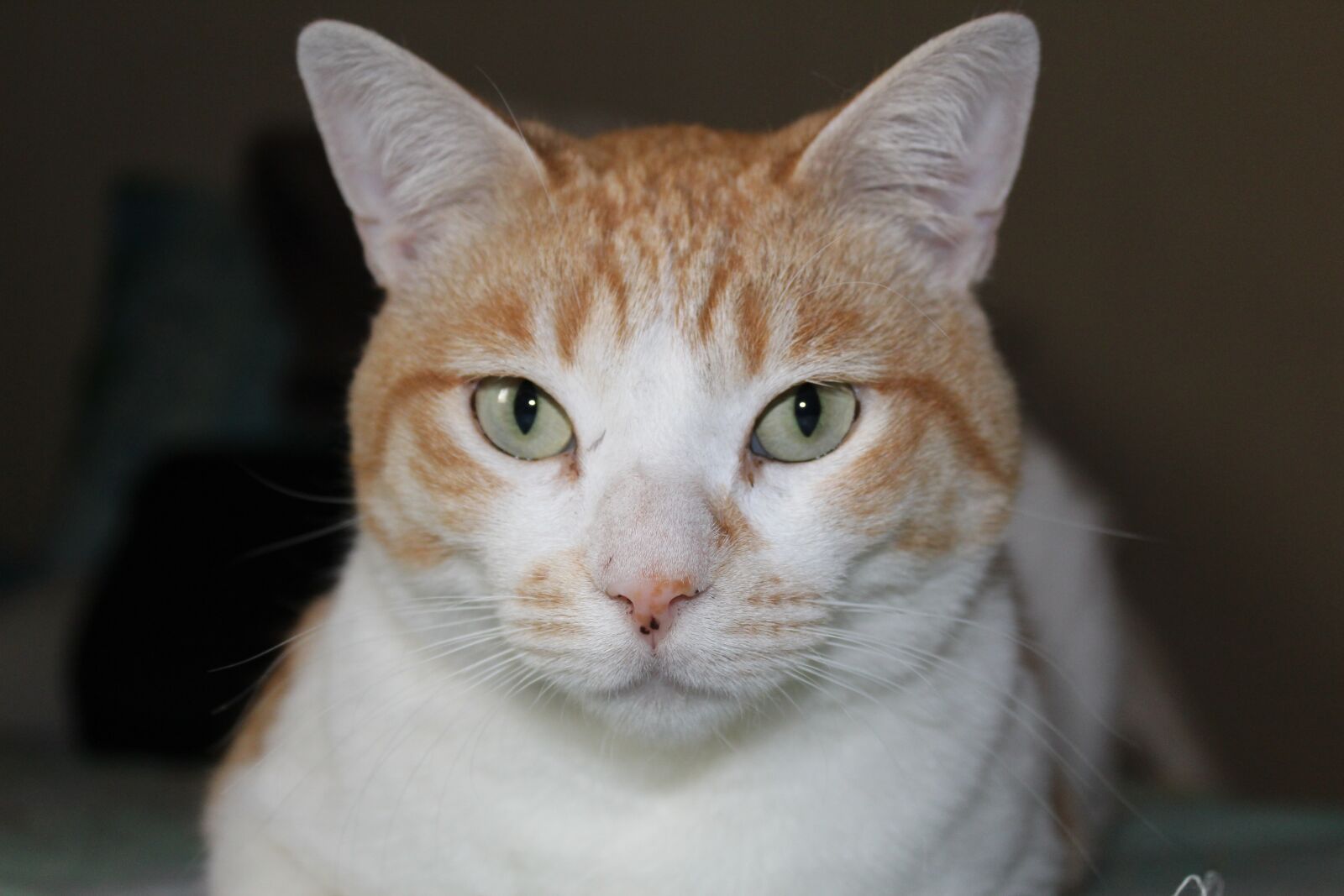 Canon EOS 1300D (EOS Rebel T6 / EOS Kiss X80) sample photo. Nice, cat, animalia photography