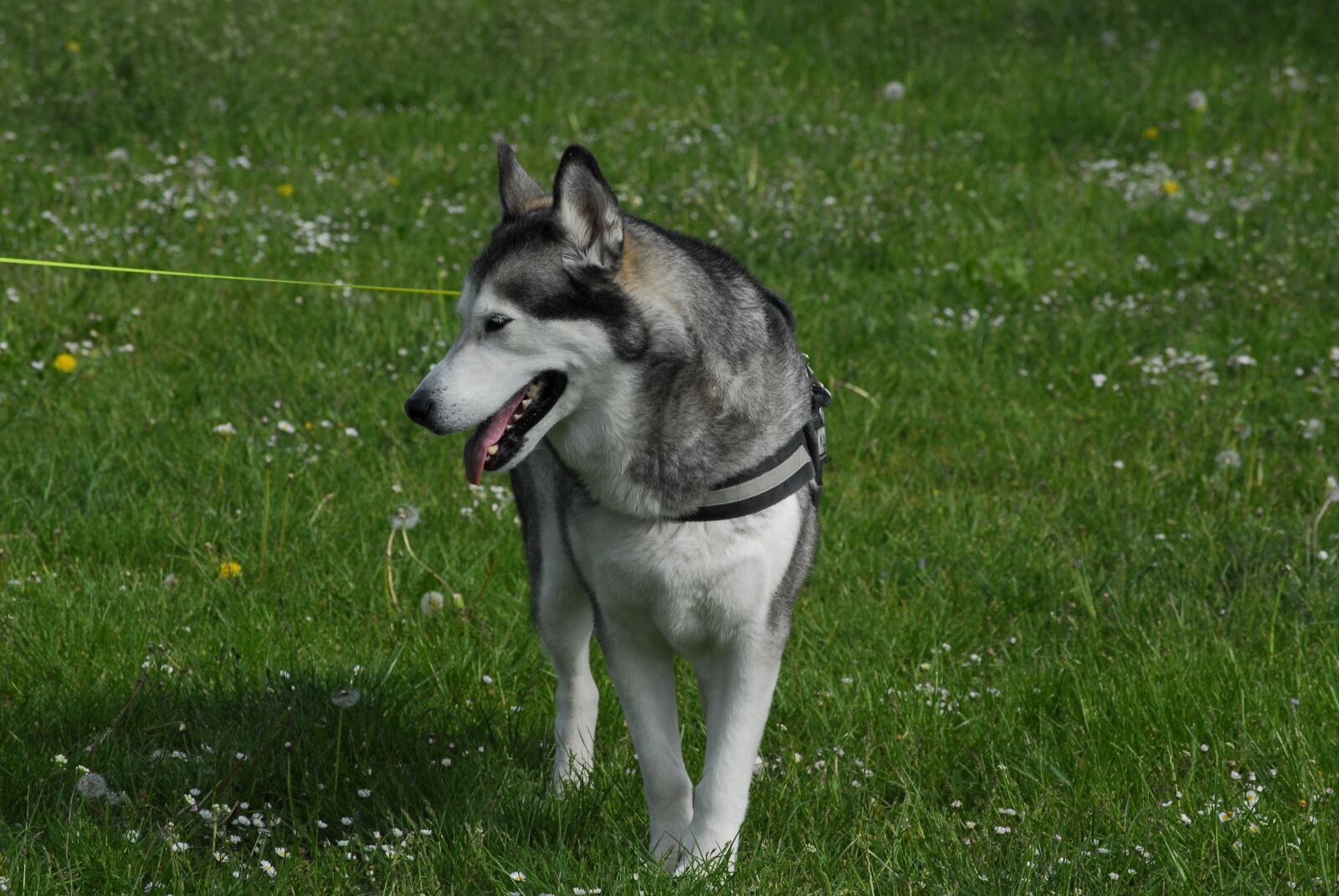Nikon D200 sample photo. Husky, dog, snow dog photography
