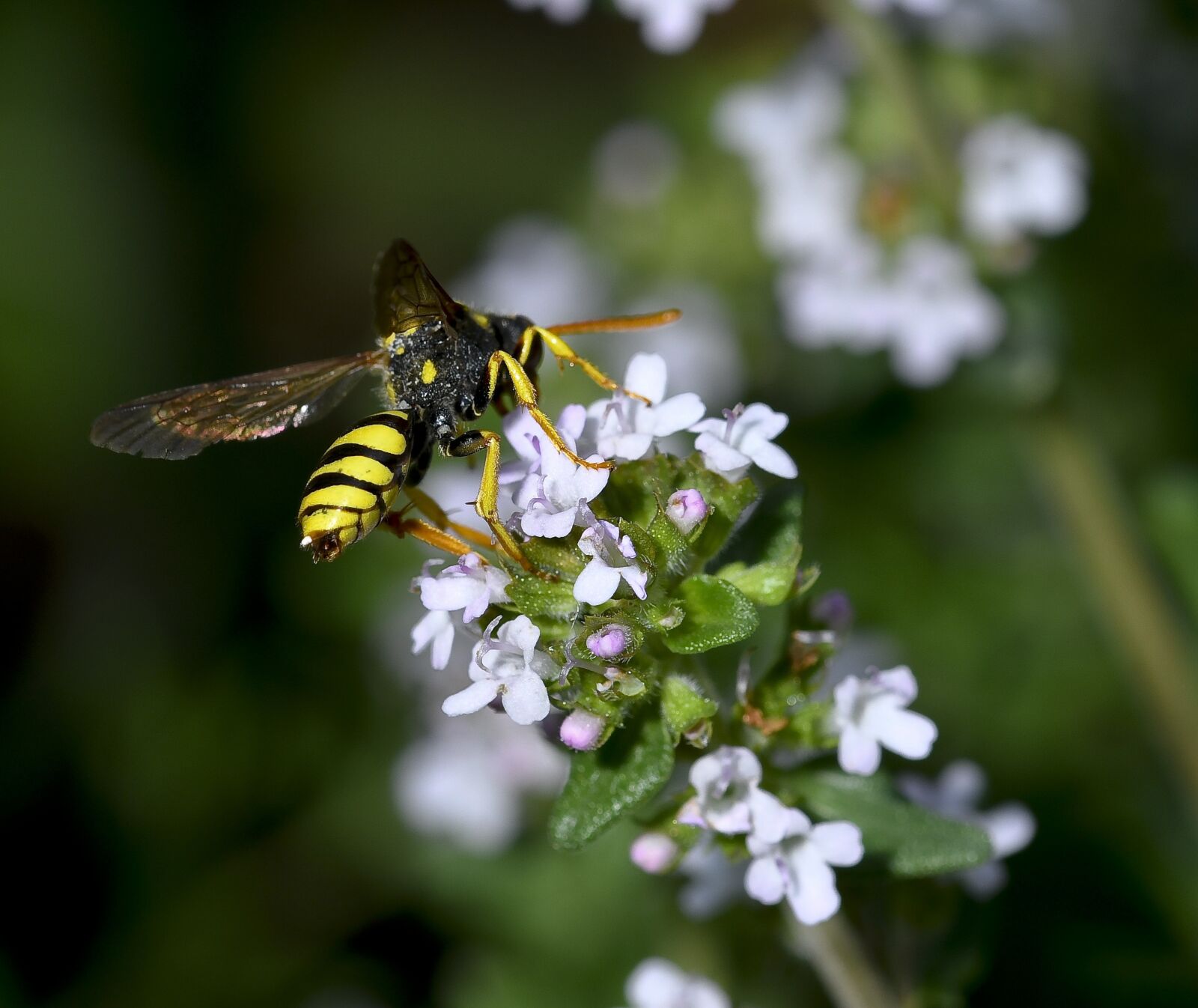 Nikon D500 sample photo. Insect, garden, nature photography