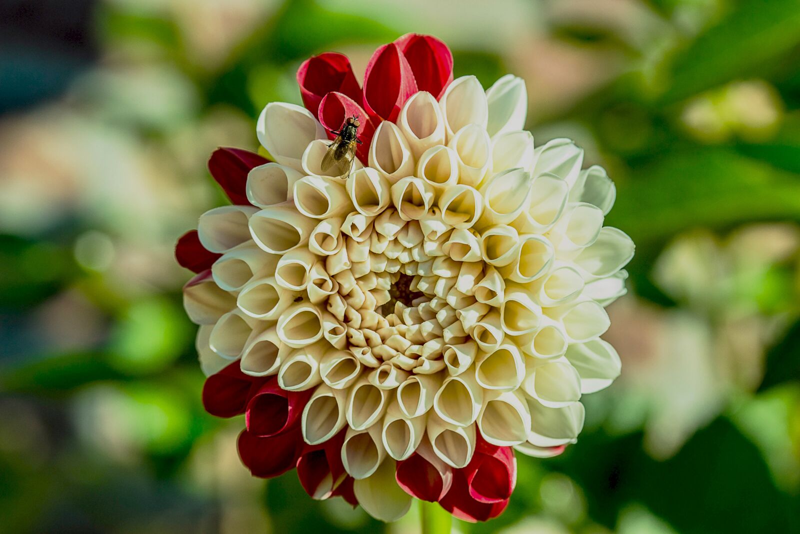 Canon EOS 650D (EOS Rebel T4i / EOS Kiss X6i) sample photo. Dahlia, flower, composites photography
