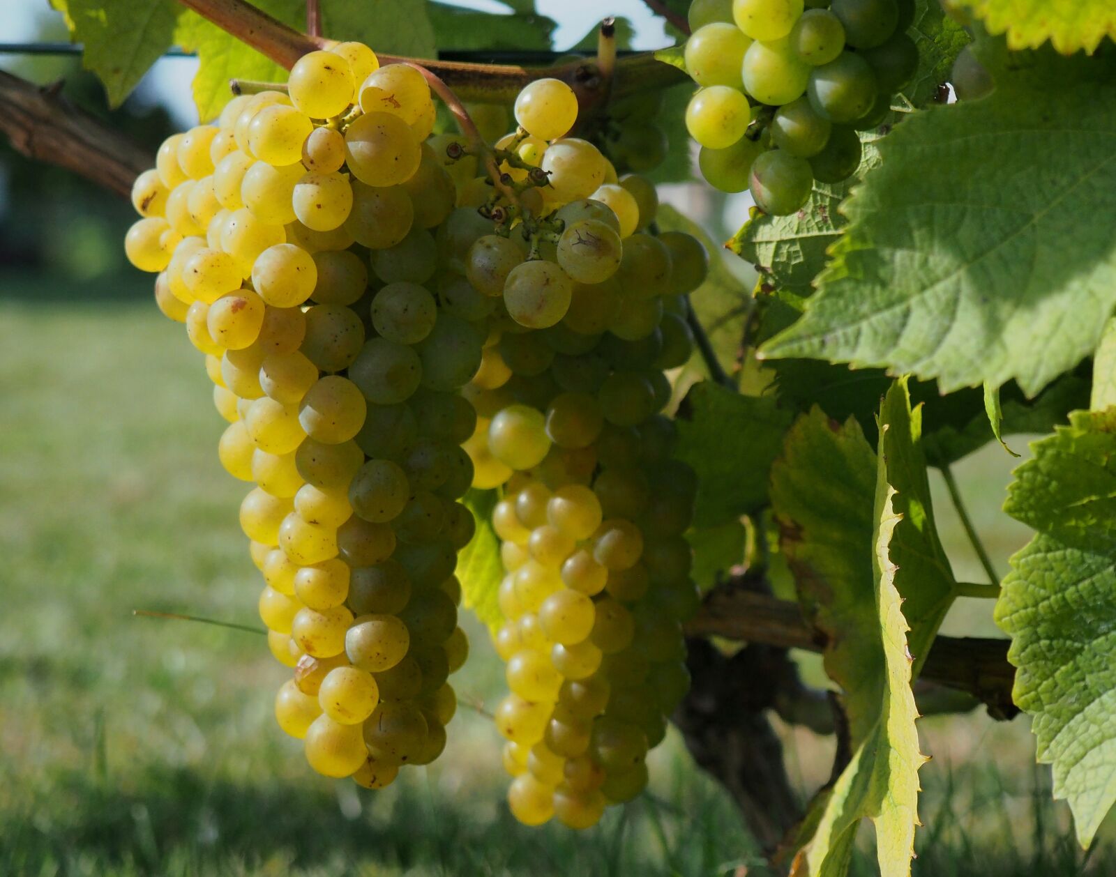 Olympus OM-D E-M10 II sample photo. Vines, bunch of grapes photography