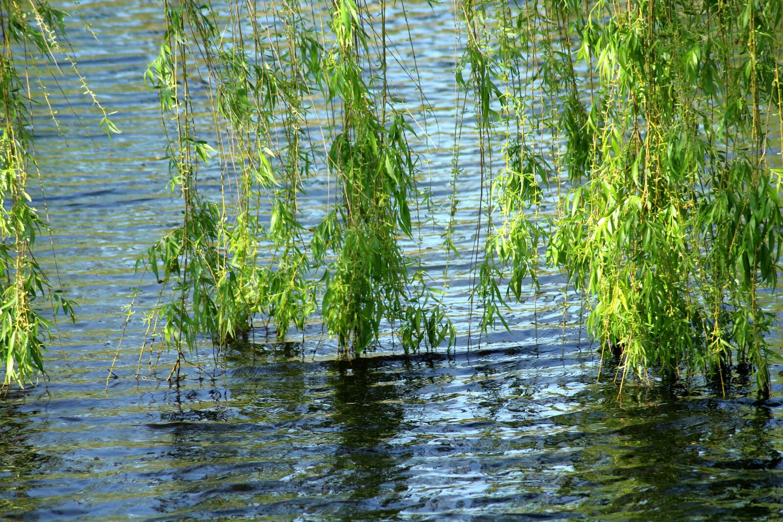 Canon EOS 1200D (EOS Rebel T5 / EOS Kiss X70 / EOS Hi) sample photo. Willow, tree, foliage photography