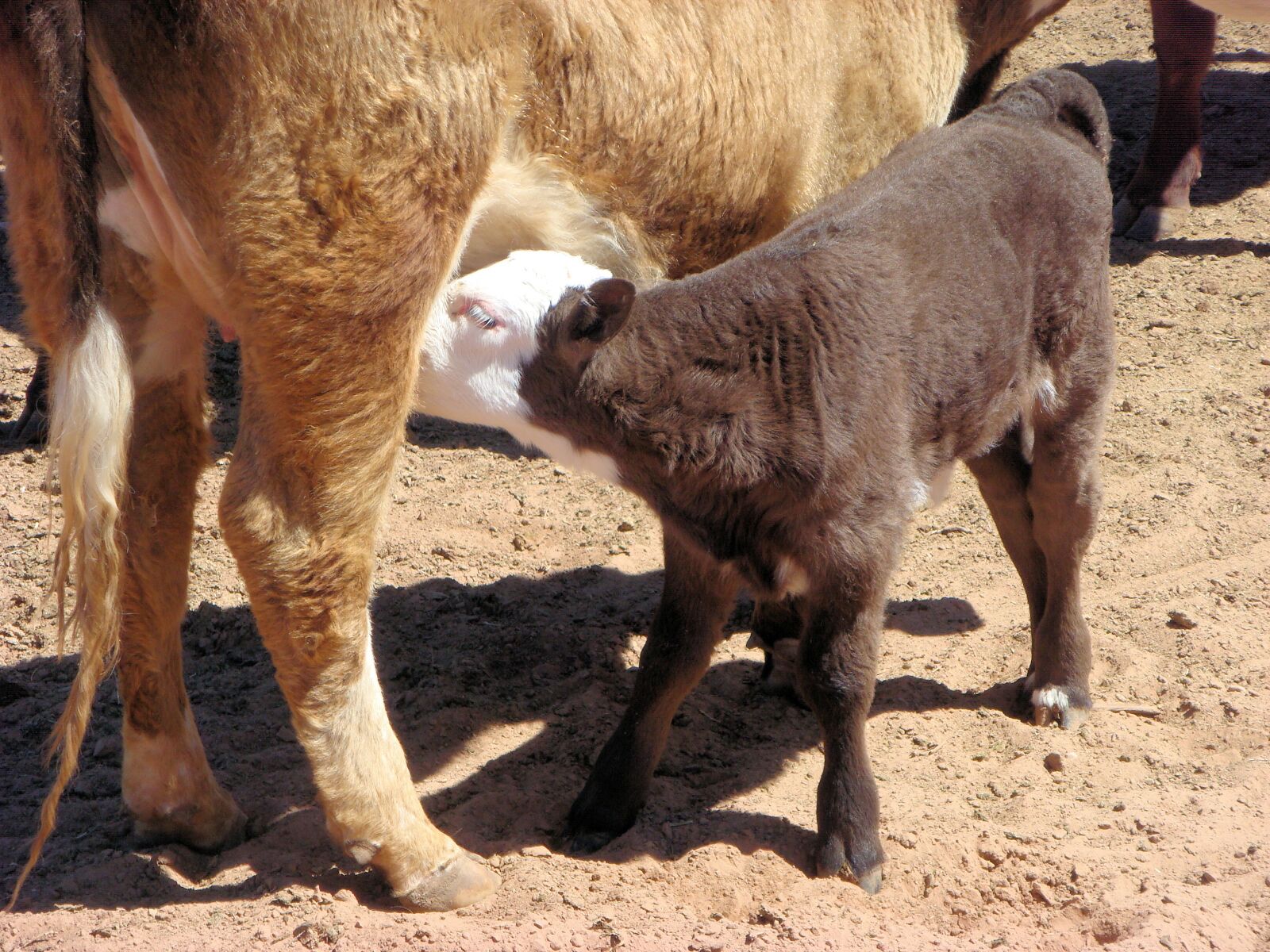 Sony DSC-T100 sample photo. Calf, cow, drinking photography