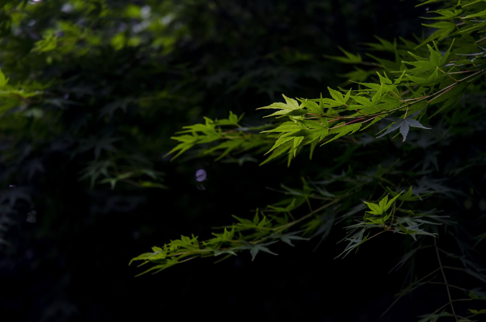 Nikon D7000 sample photo. Hangzhou, spring, maple photography