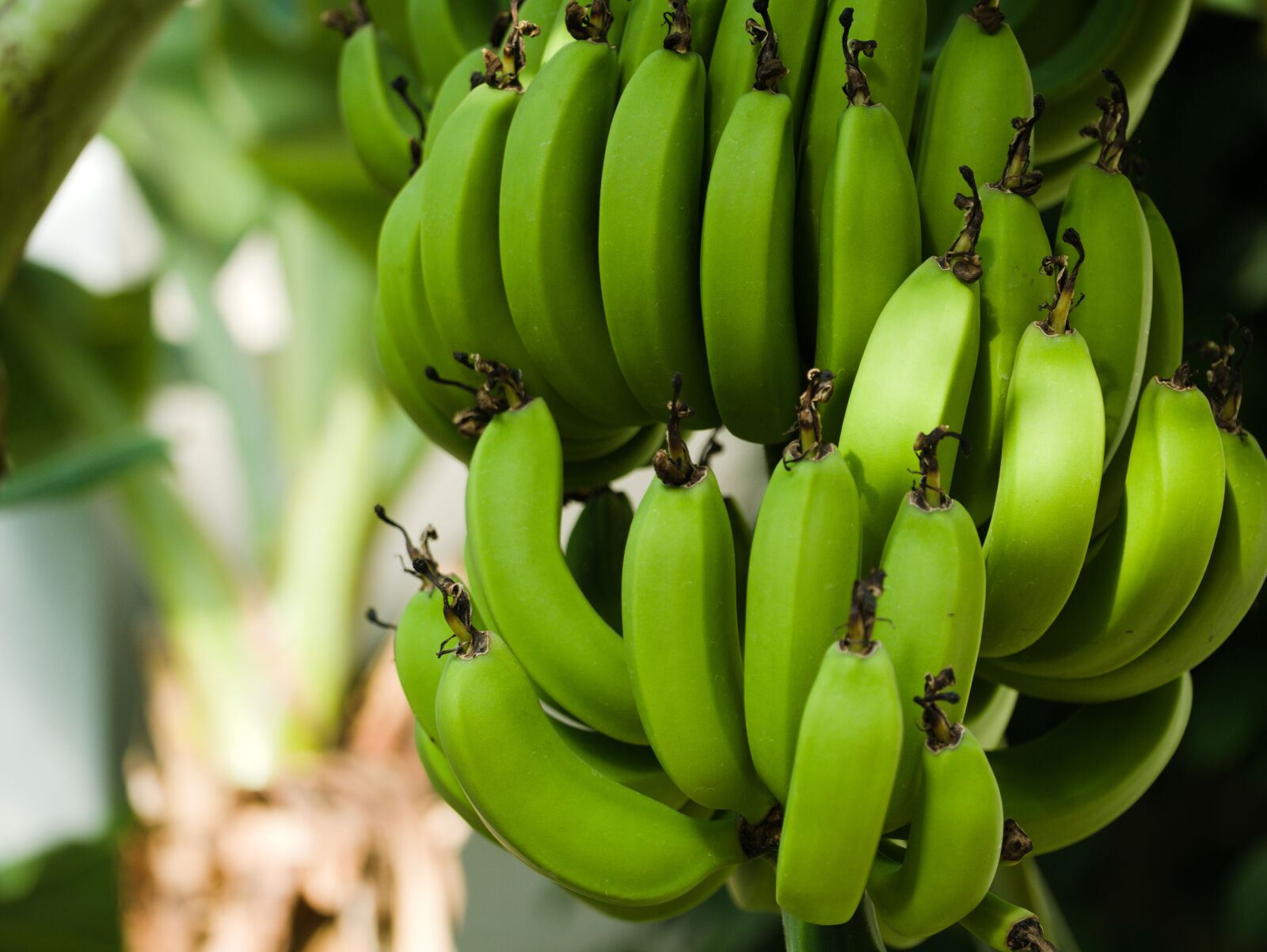 Panasonic DMC-G81 sample photo. Bananas, banana tree, banana photography