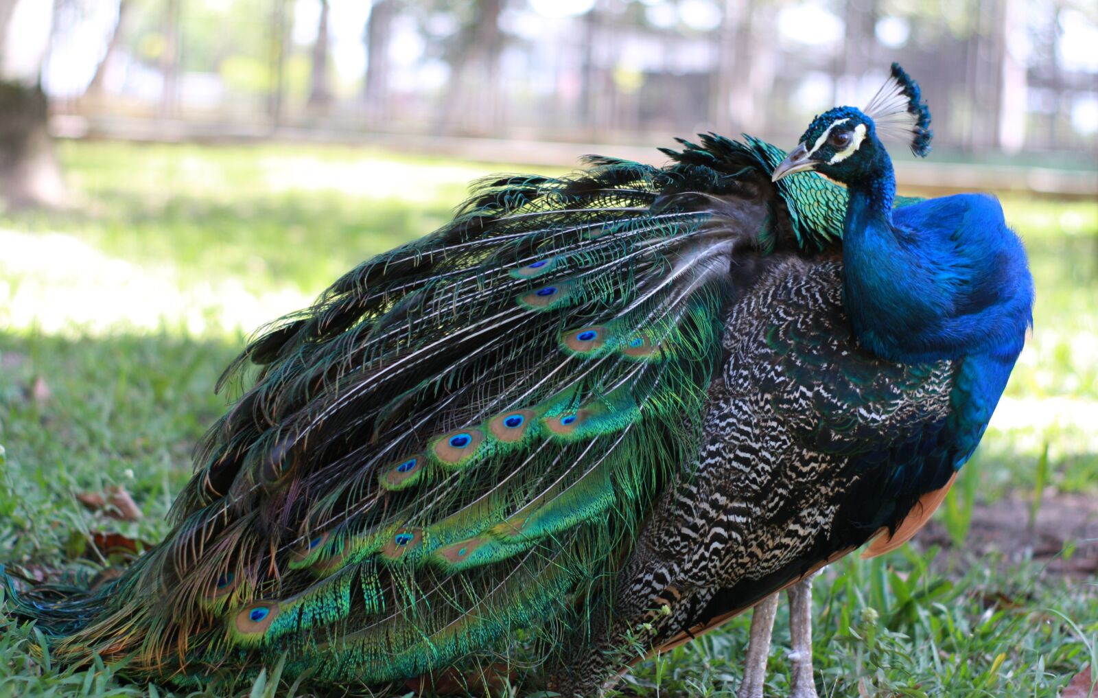 Canon EOS 40D sample photo. Birds, pen, nature photography