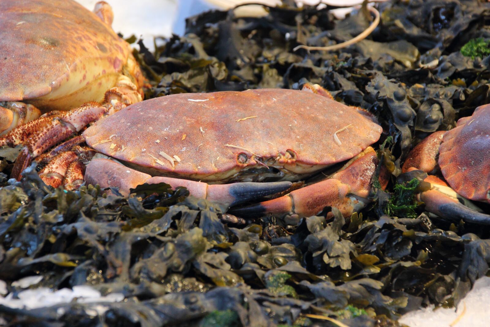 Canon EOS 600D (Rebel EOS T3i / EOS Kiss X5) sample photo. Crab, delicacy, gourmet photography