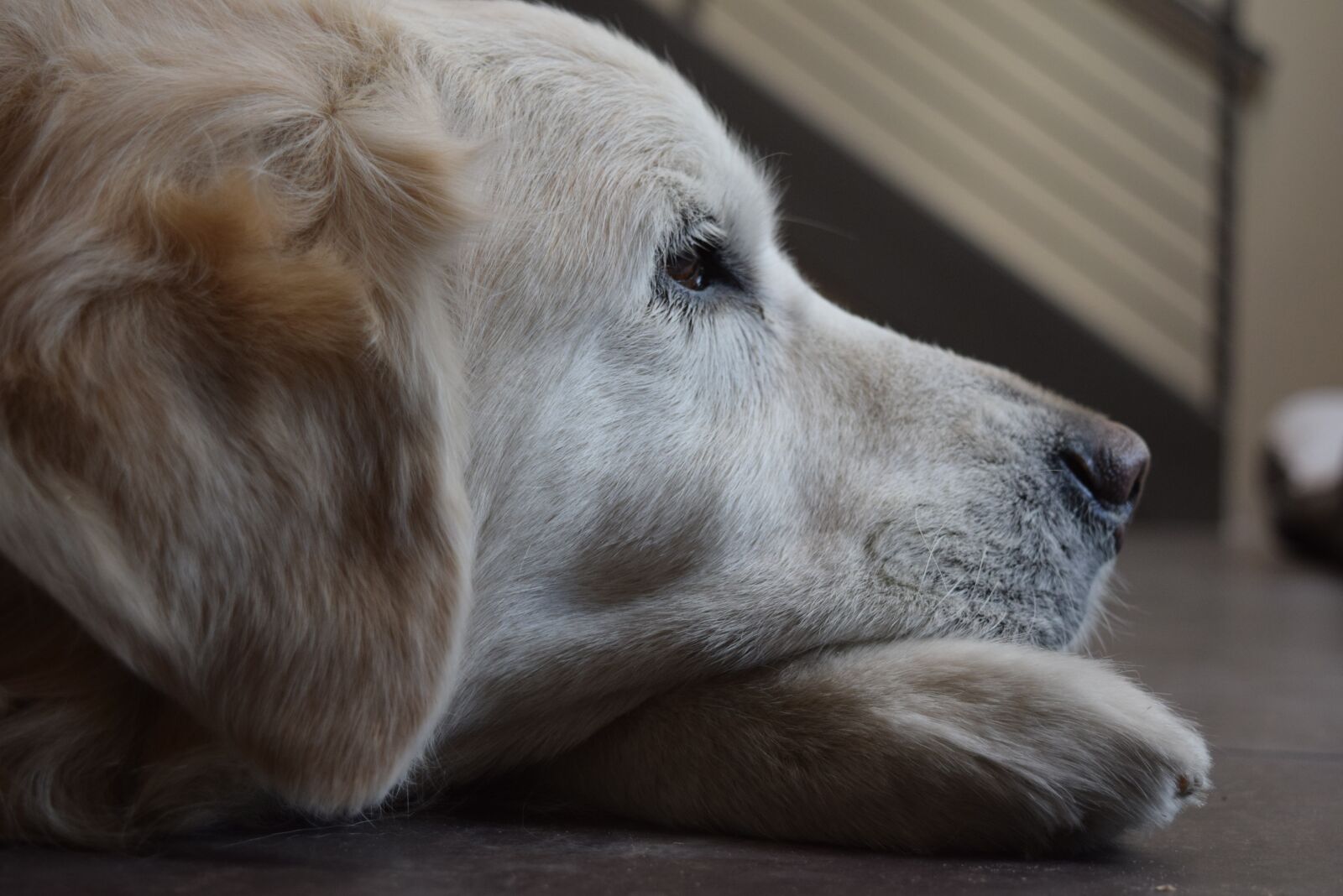 Nikon D3300 sample photo. Dog, golden retriever, retriever photography