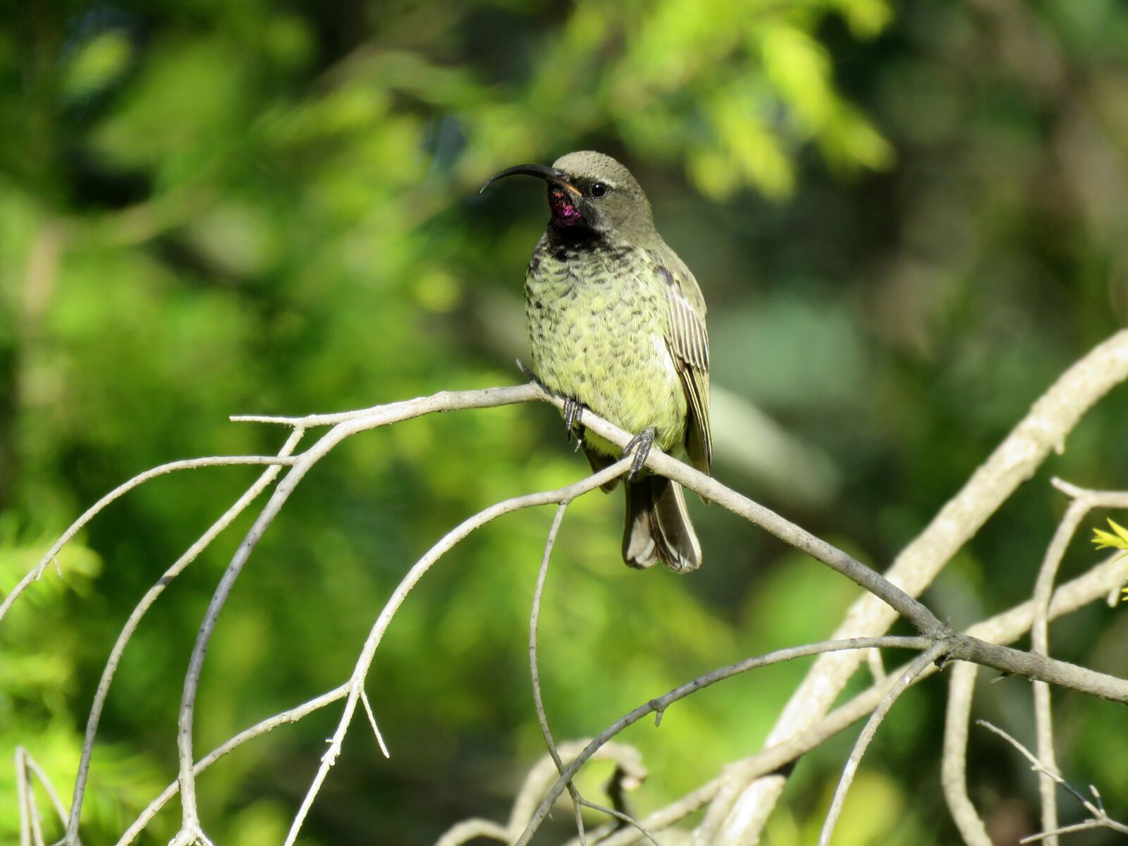 Canon PowerShot SX60 HS sample photo. Bird, sunbird, small bird photography