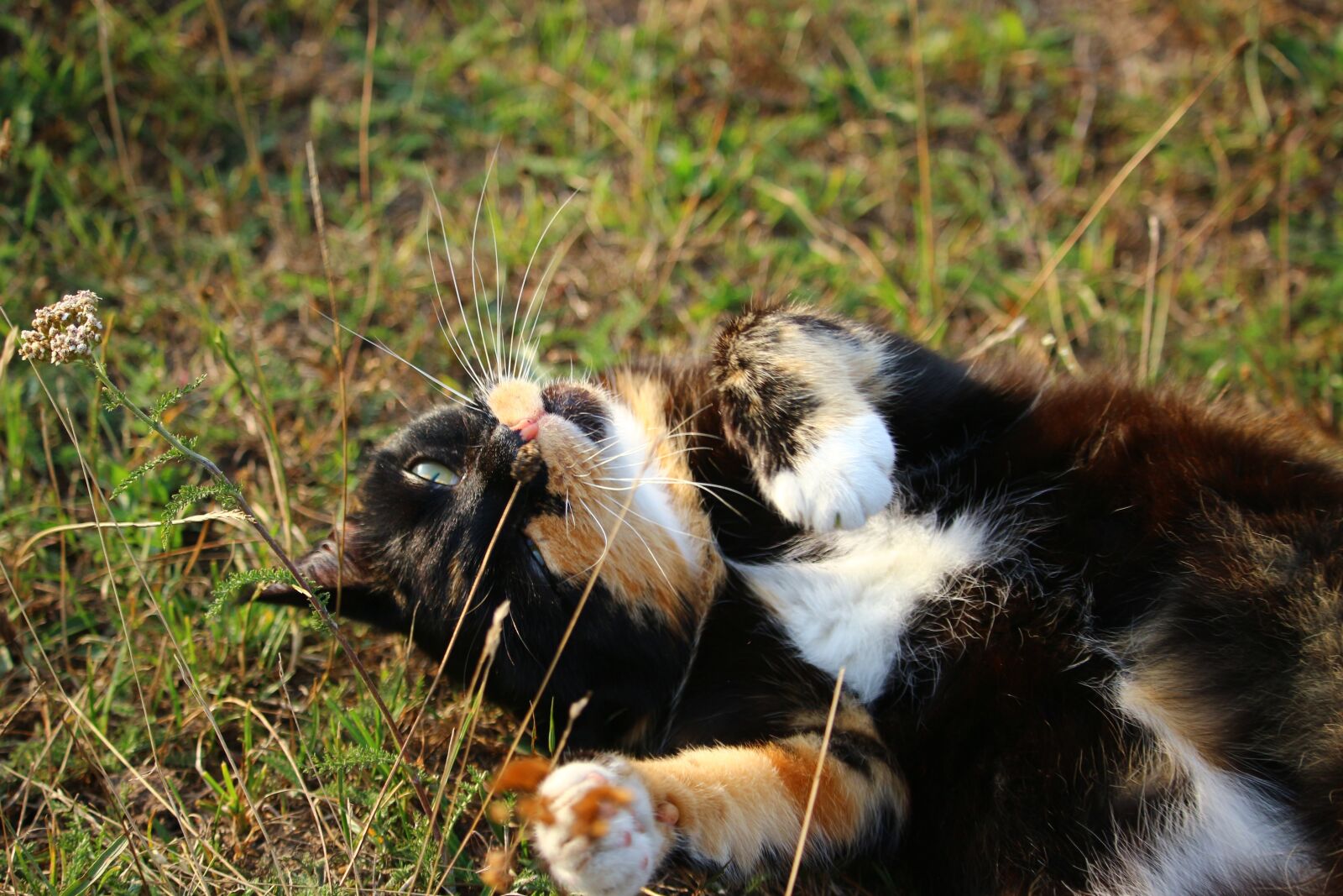 Canon EOS 100D (EOS Rebel SL1 / EOS Kiss X7) sample photo. Cat, mieze, kitten photography