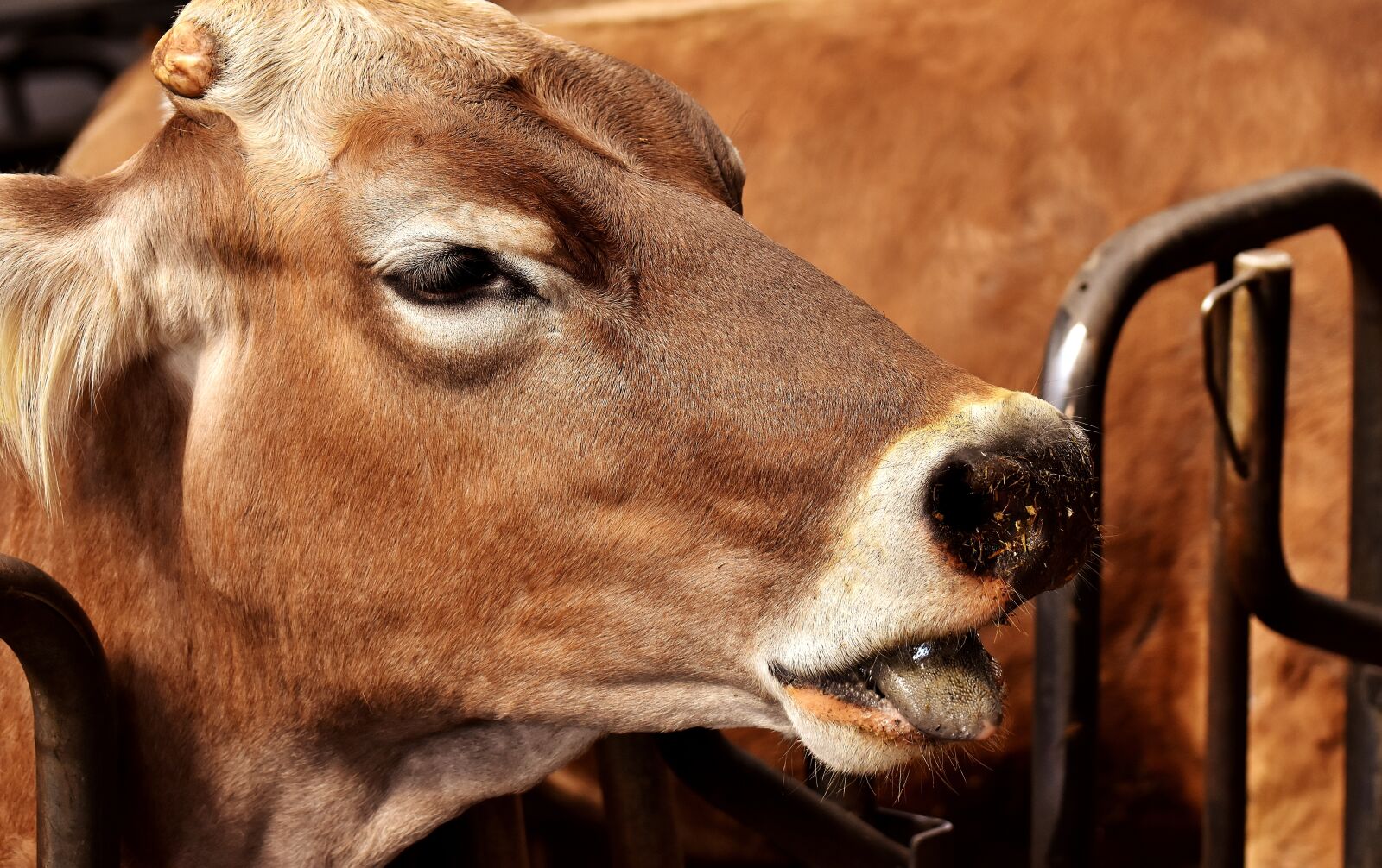 Nikon D7200 sample photo. Cow, farm animal, beef photography