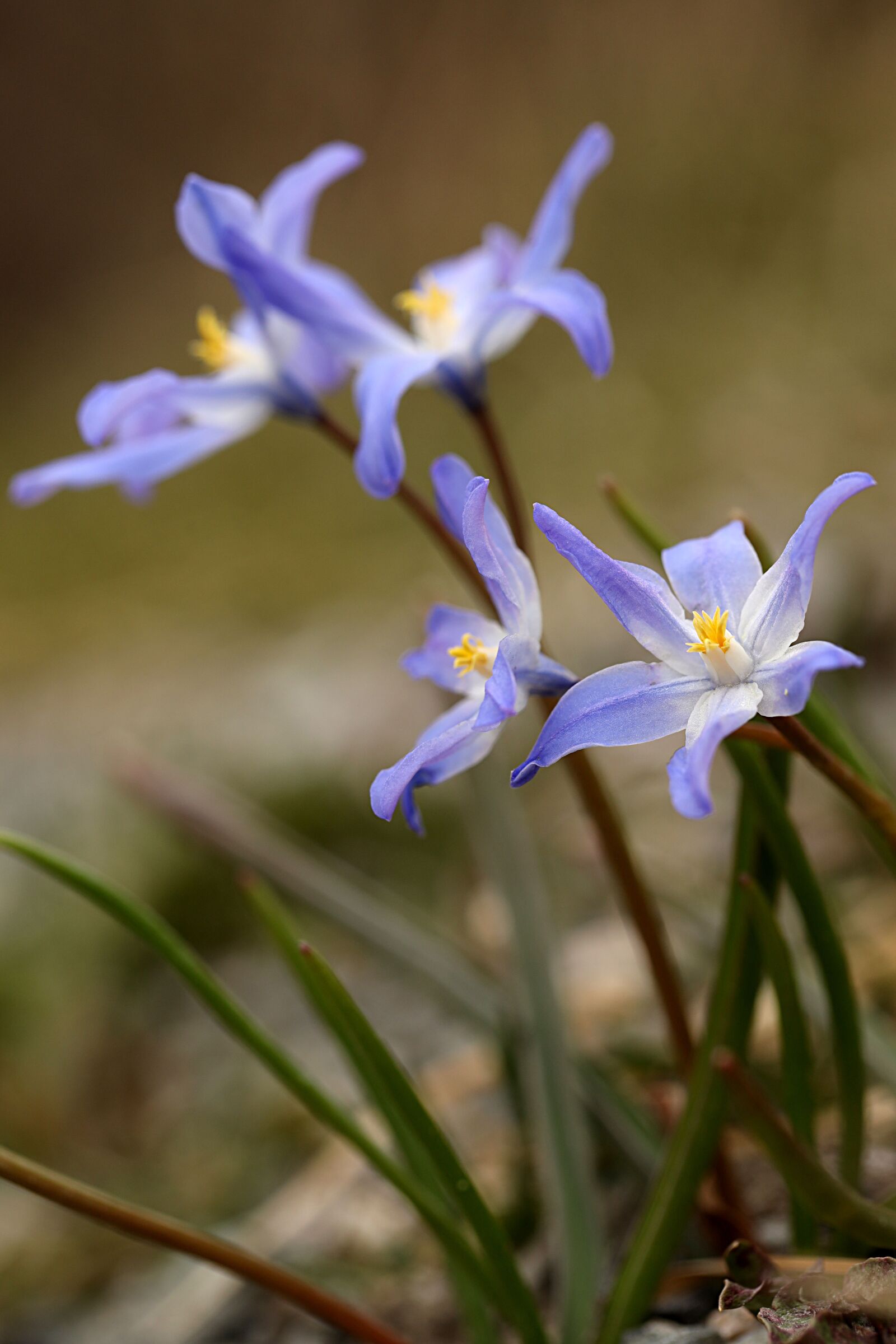 Canon EOS R sample photo. Flower, spring, nature photography