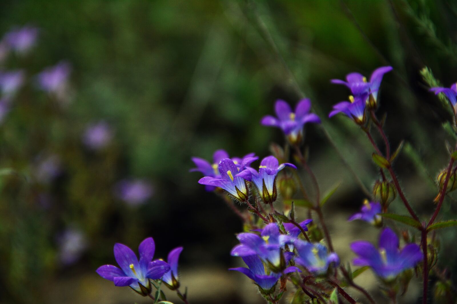 Nikon D7100 sample photo. Wildflowers, the bluebells, spring photography