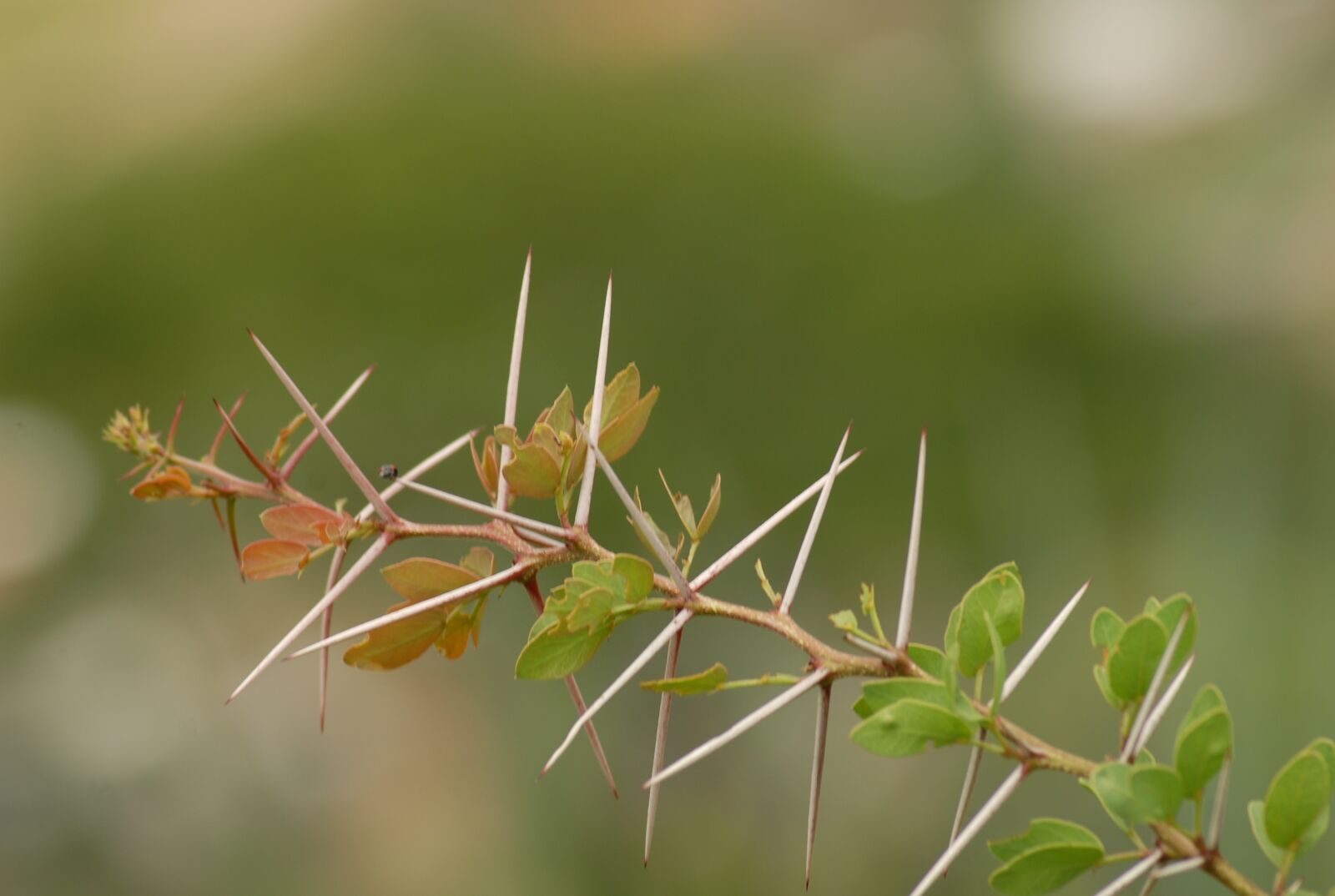 Nikon D200 sample photo. Thorns, huizache, nature photography