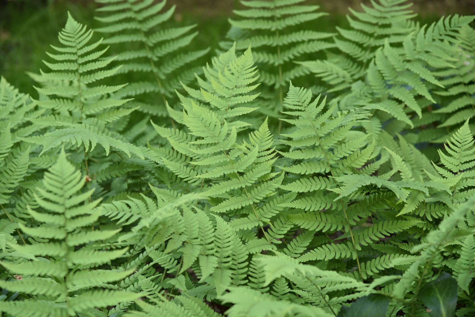Nikon D750 sample photo. Ferns, foliage, plant photography