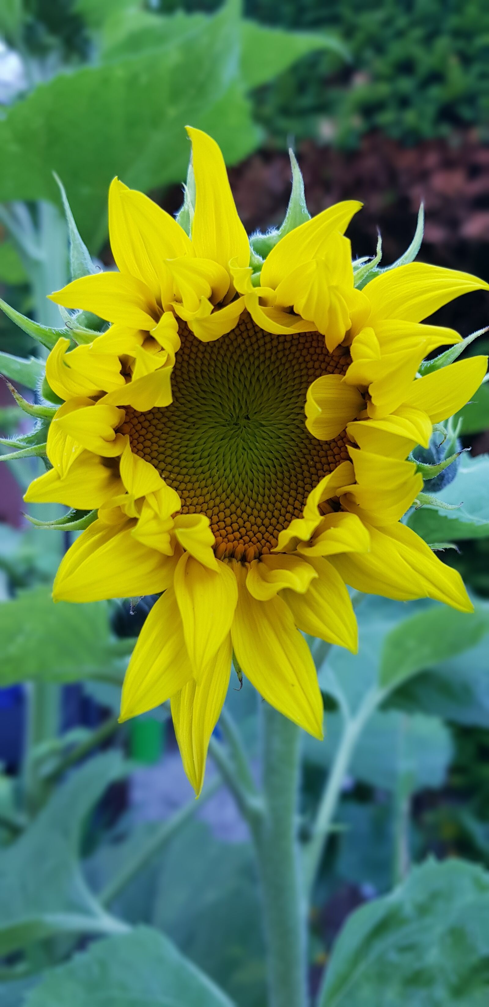 Samsung Galaxy S8+ sample photo. Sunflower, sun, summer photography