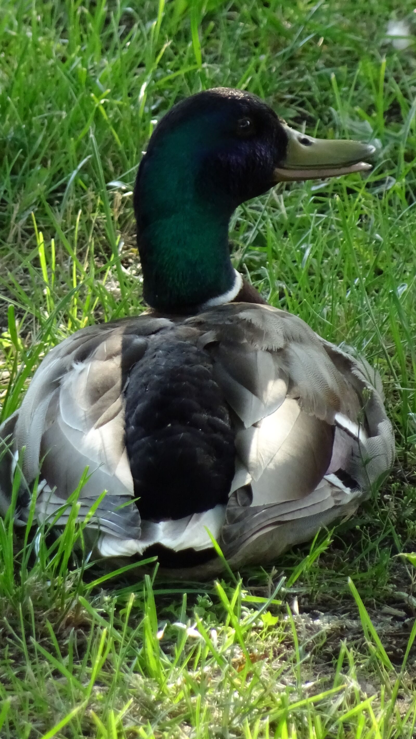 Sony DSC-HX60 sample photo. Duck, bird, lake photography