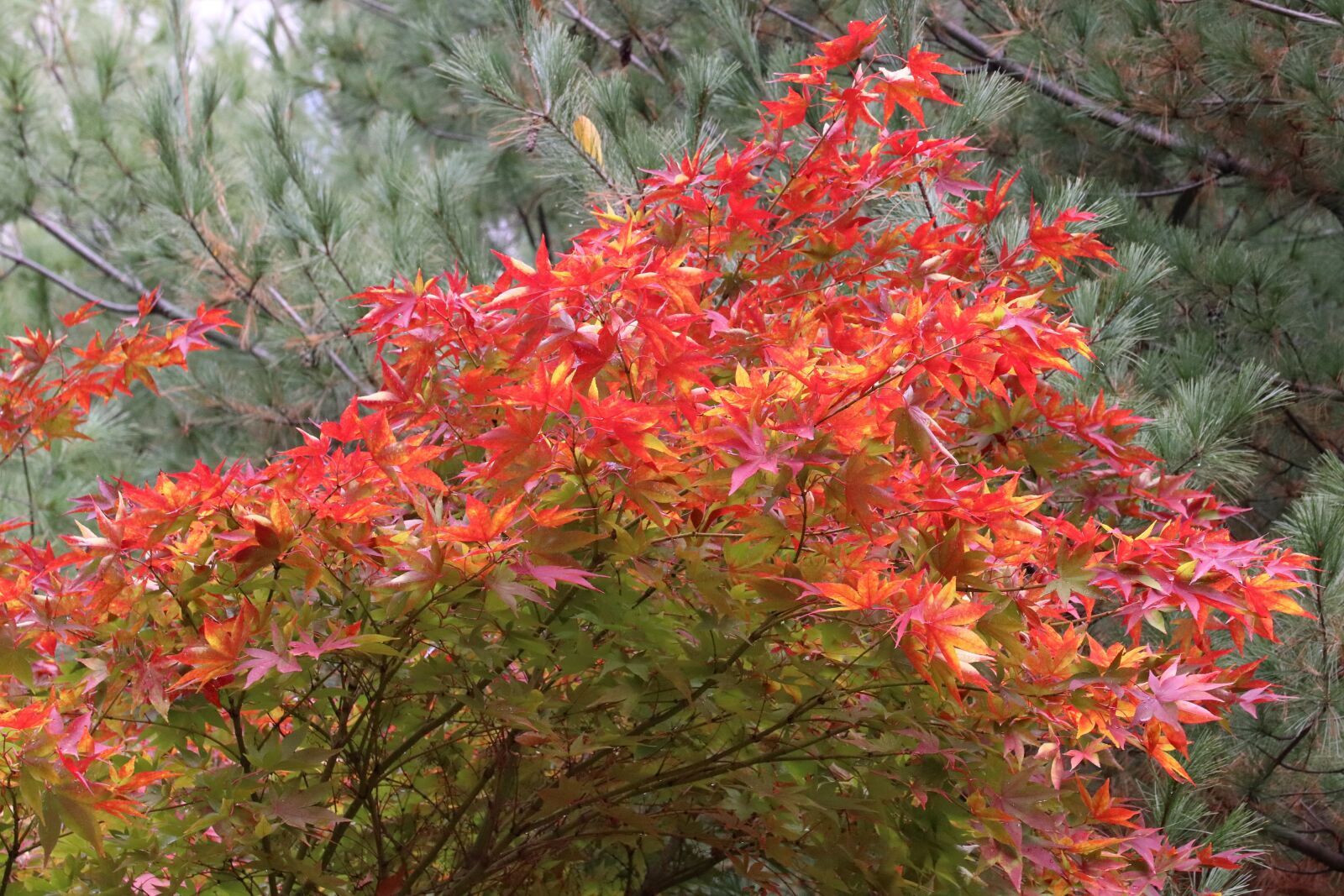 Canon EOS 800D (EOS Rebel T7i / EOS Kiss X9i) sample photo. Autumn leaves, maple, autumn photography