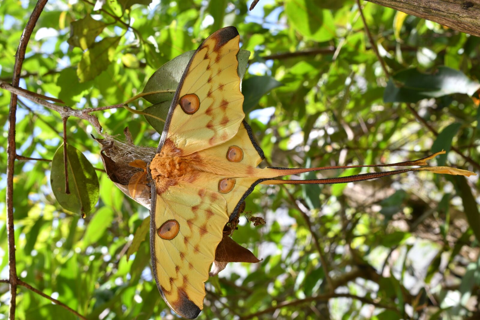 Nikon D500 sample photo. Butterfly, a moth, insect photography