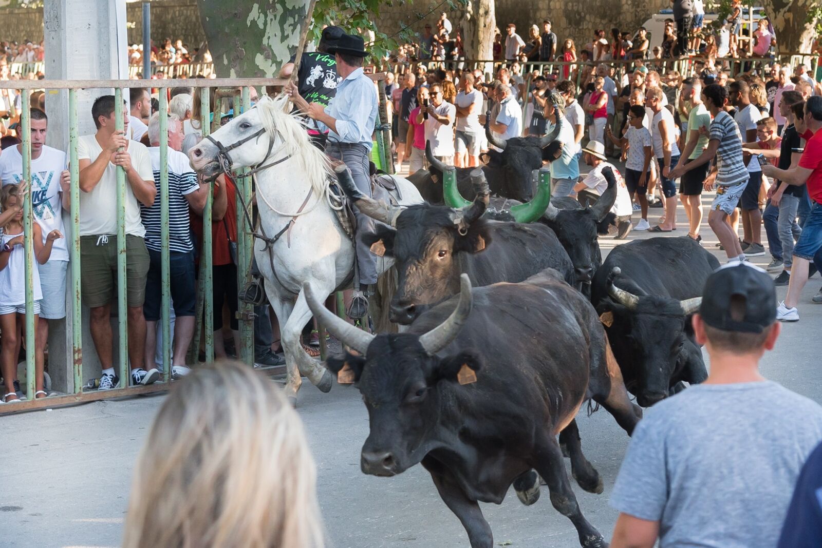 Nikon D750 sample photo. Beaucaire, bulls, 100 bulls photography