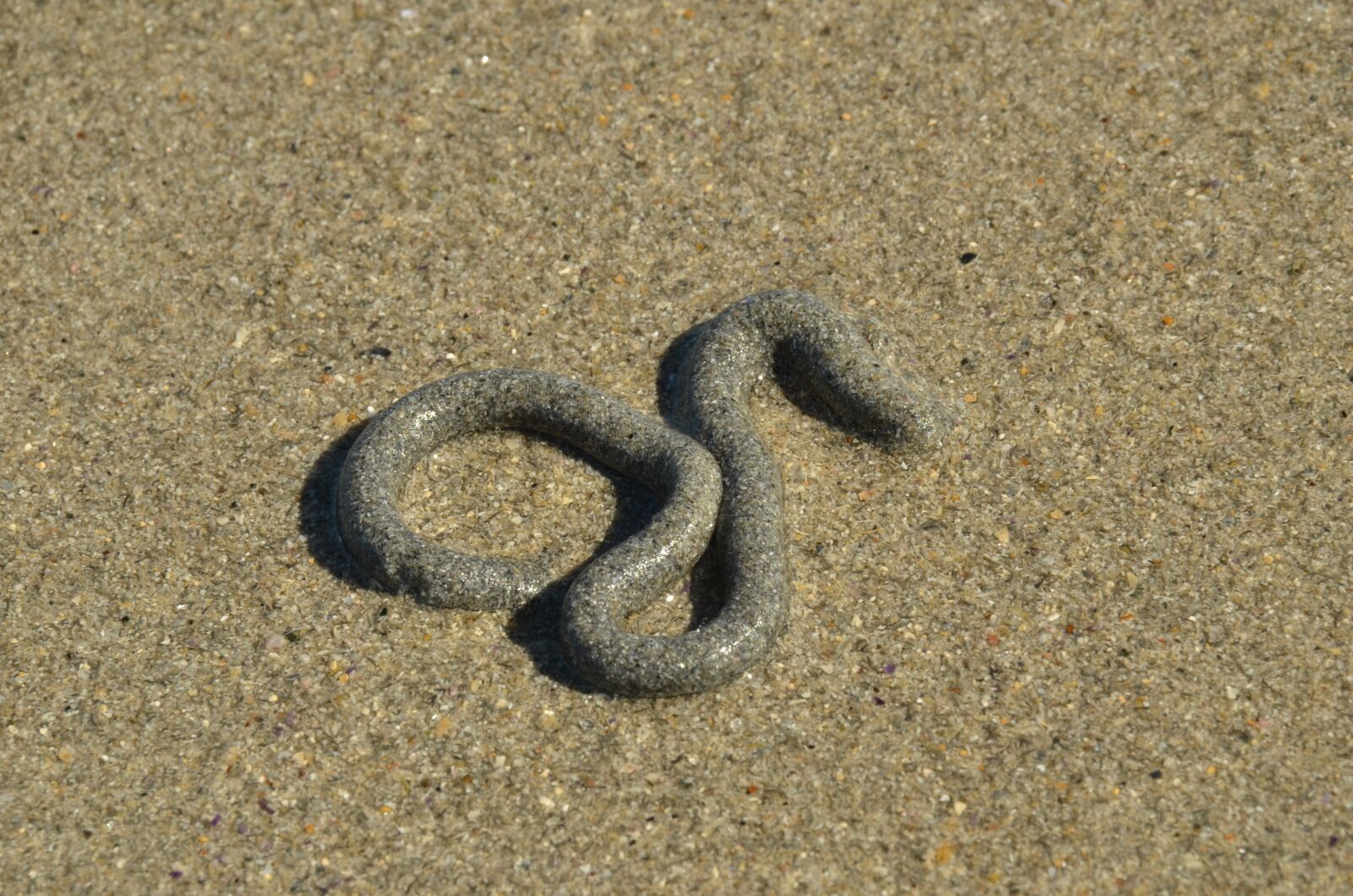 Nikon D7000 sample photo. Sand, beach, worm photography