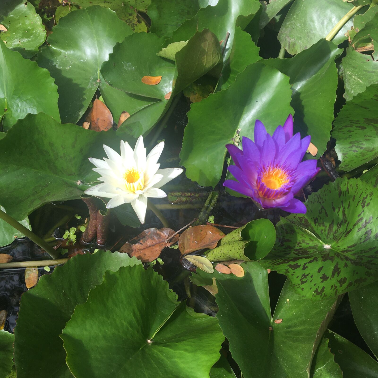 Apple iPhone 6s sample photo. Water lilies, nature, meditation photography