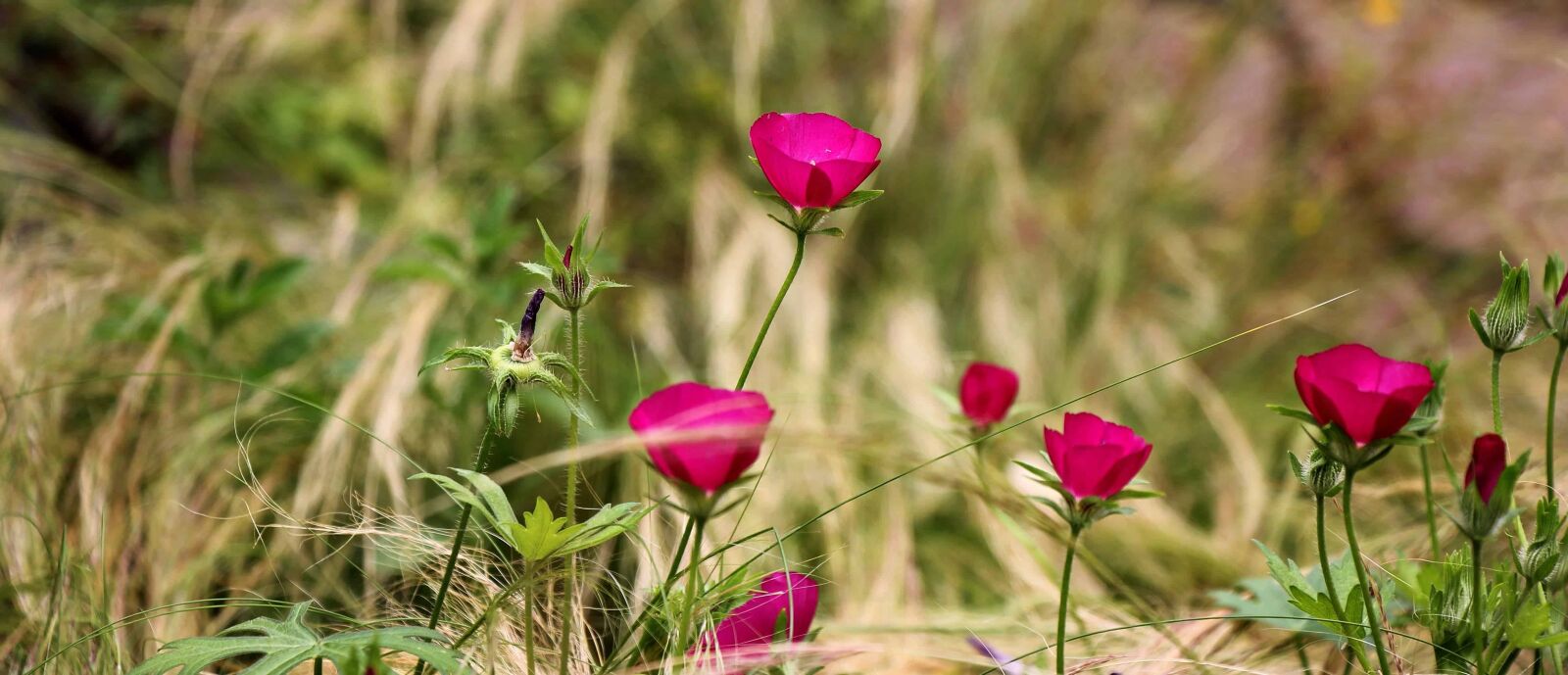 Canon EOS 550D (EOS Rebel T2i / EOS Kiss X4) sample photo. Meadow, green grass, flower photography
