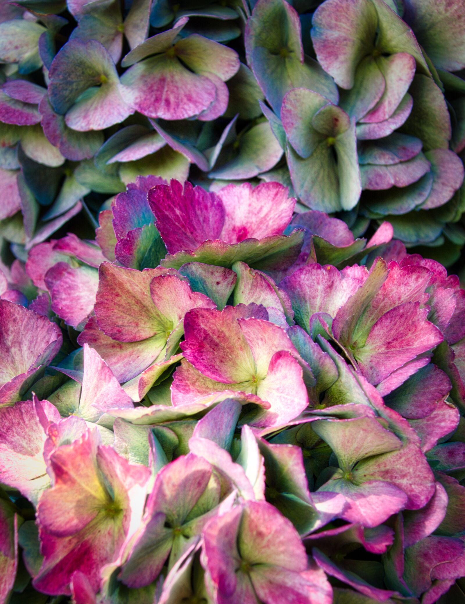 Canon EOS 200D (EOS Rebel SL2 / EOS Kiss X9) sample photo. Hydrangea, flowers, bright photography